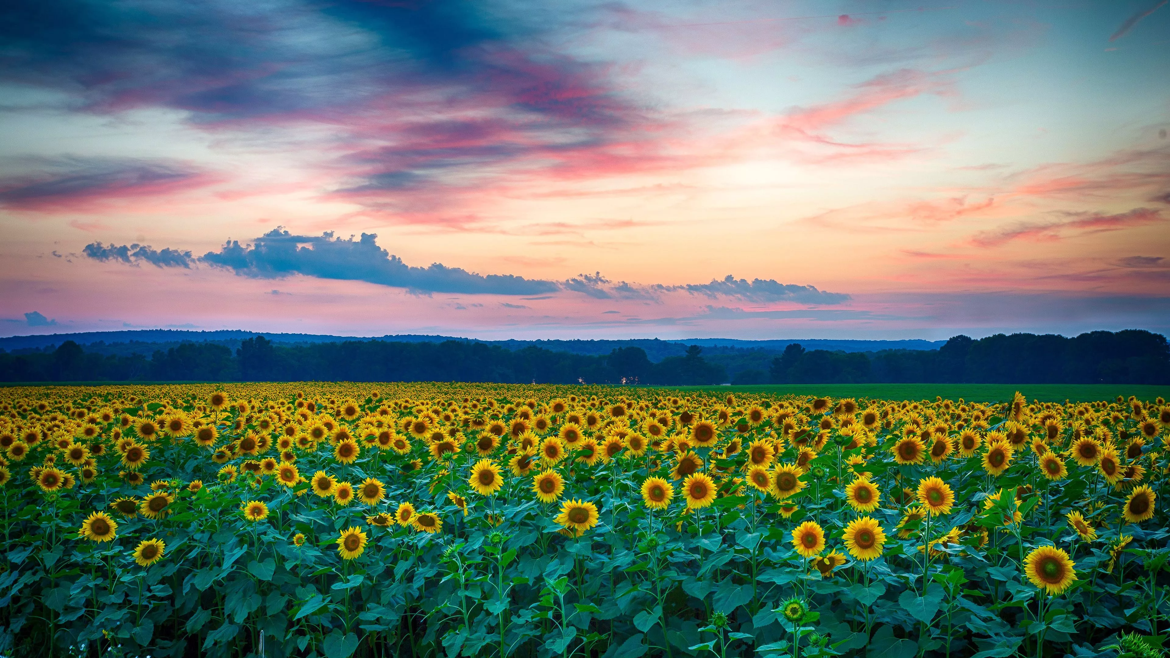 Sunflowers Flower Field Nature