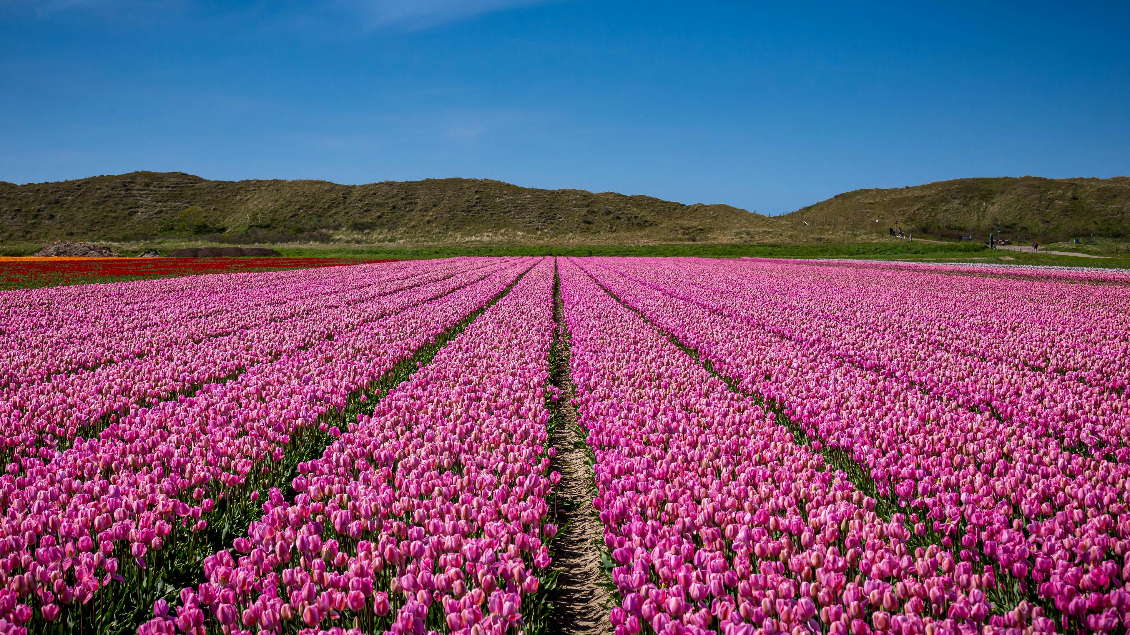 Purple Flower Field Under Blue Sky