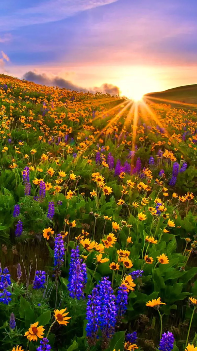 Spring Flower Field, Spring Flower