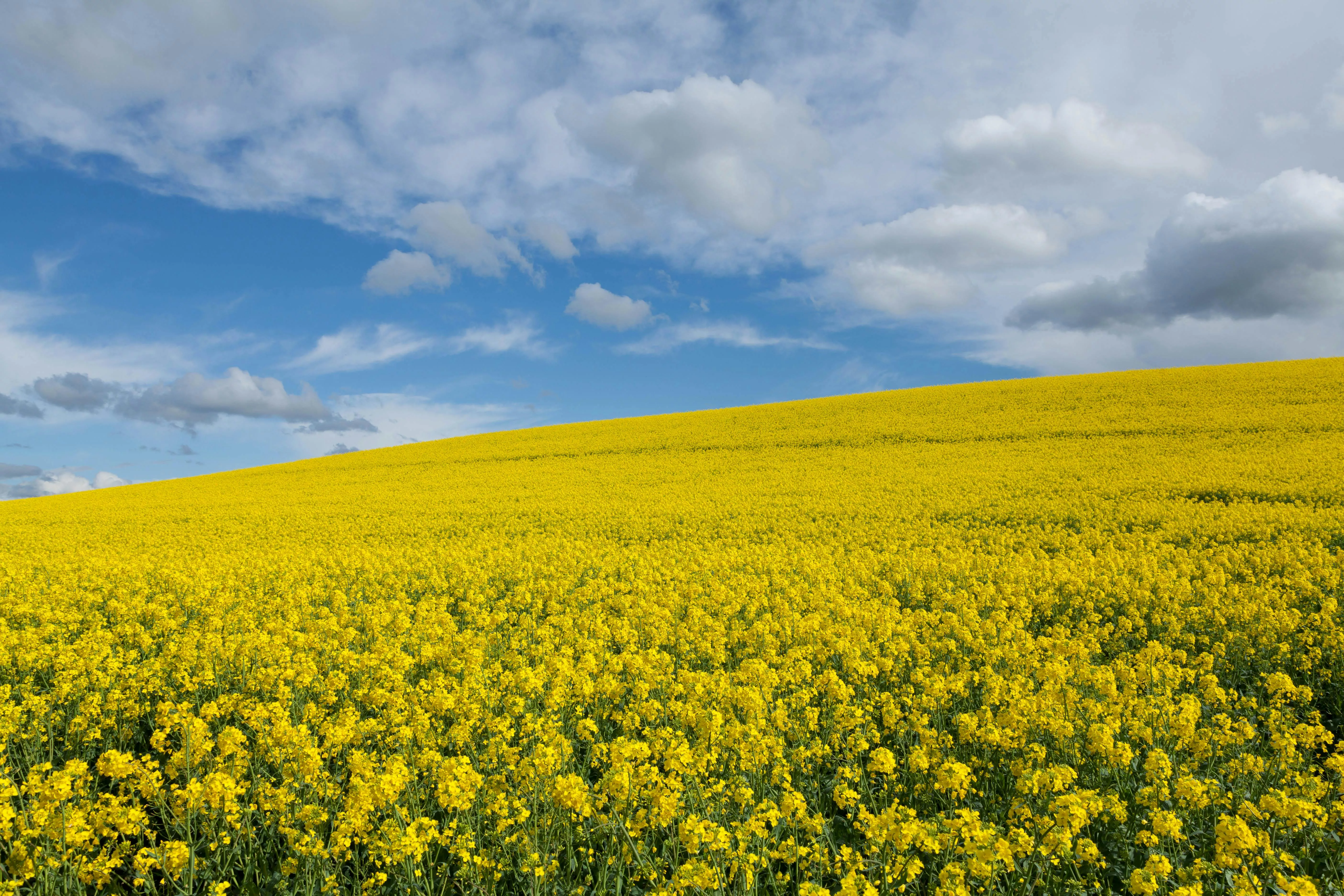 Flower Field on a Sunny Day · Free
