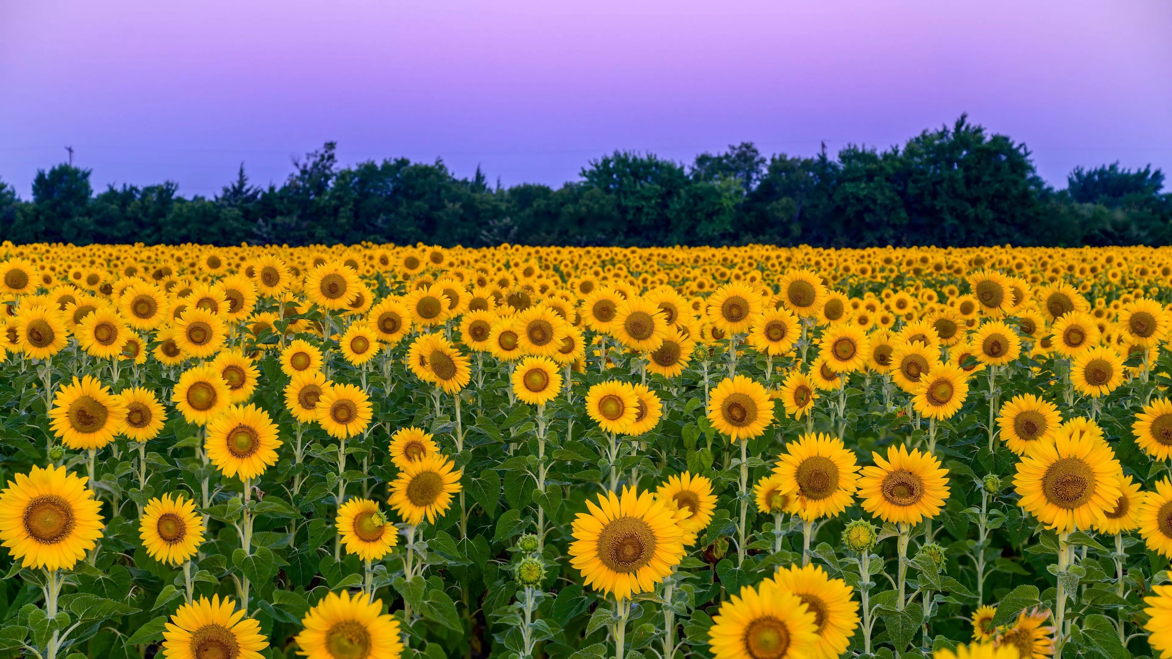 Download wallpaper 3840x2160 sunflowers