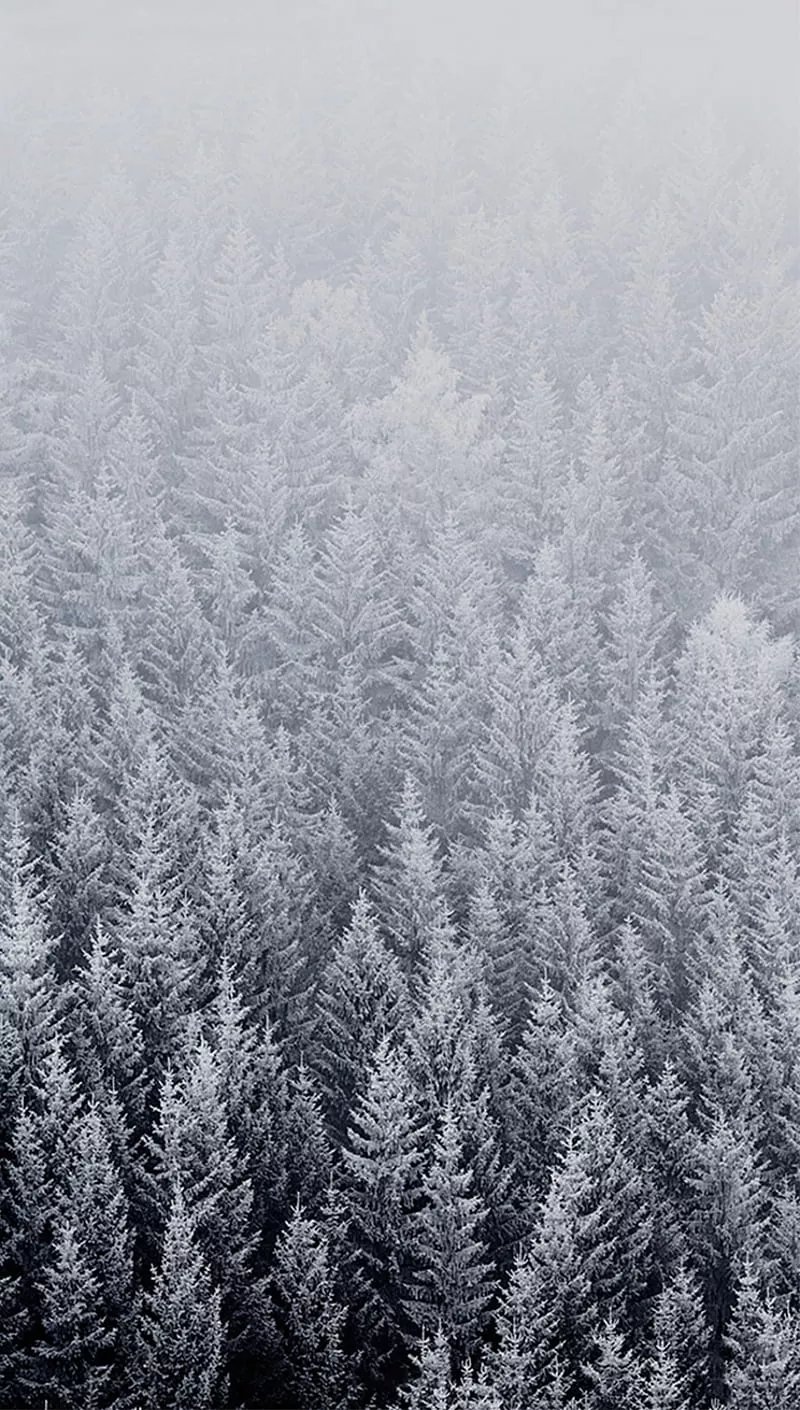 HD forest iphone wallpaper