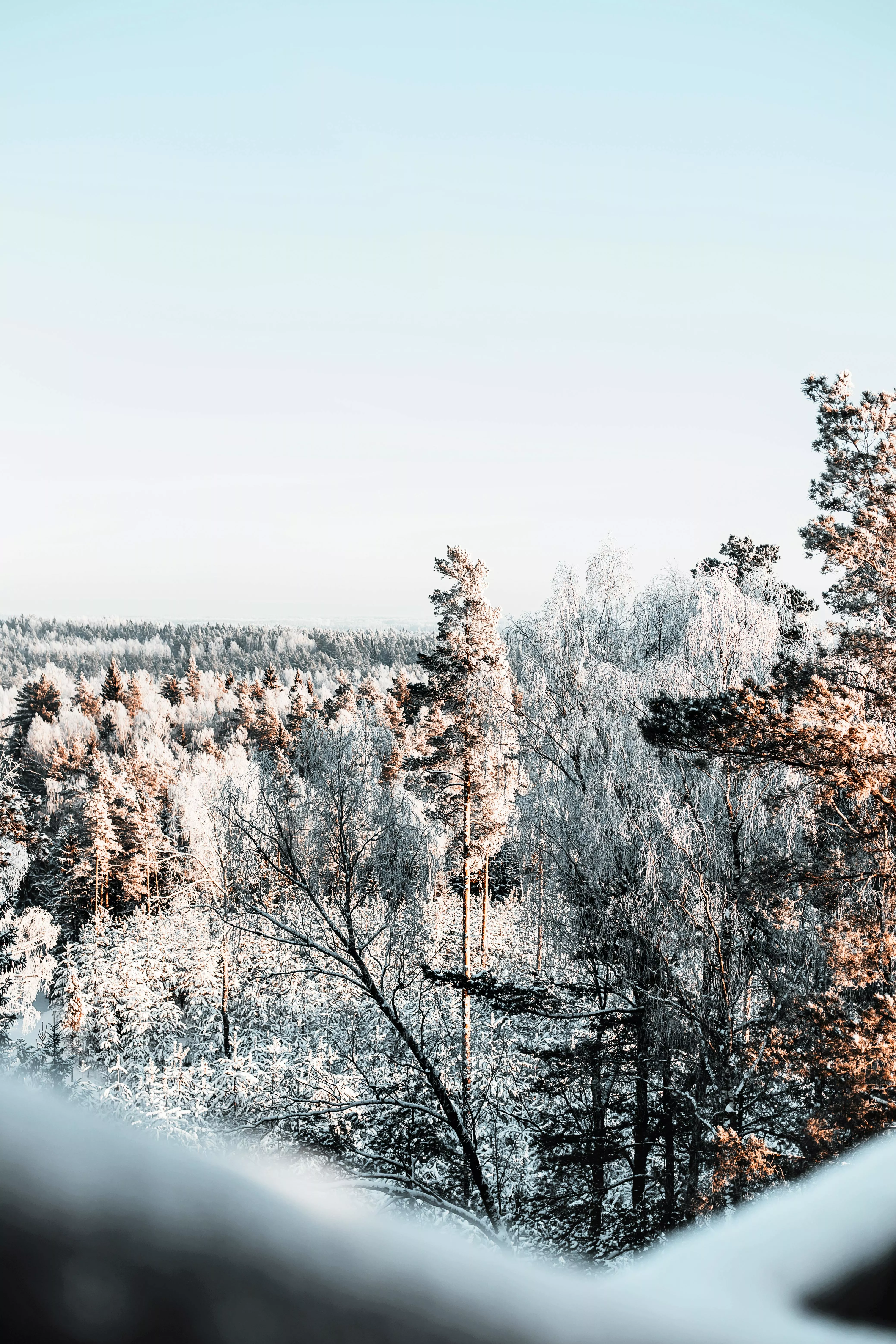 Landscape Photography of Snowy Forest