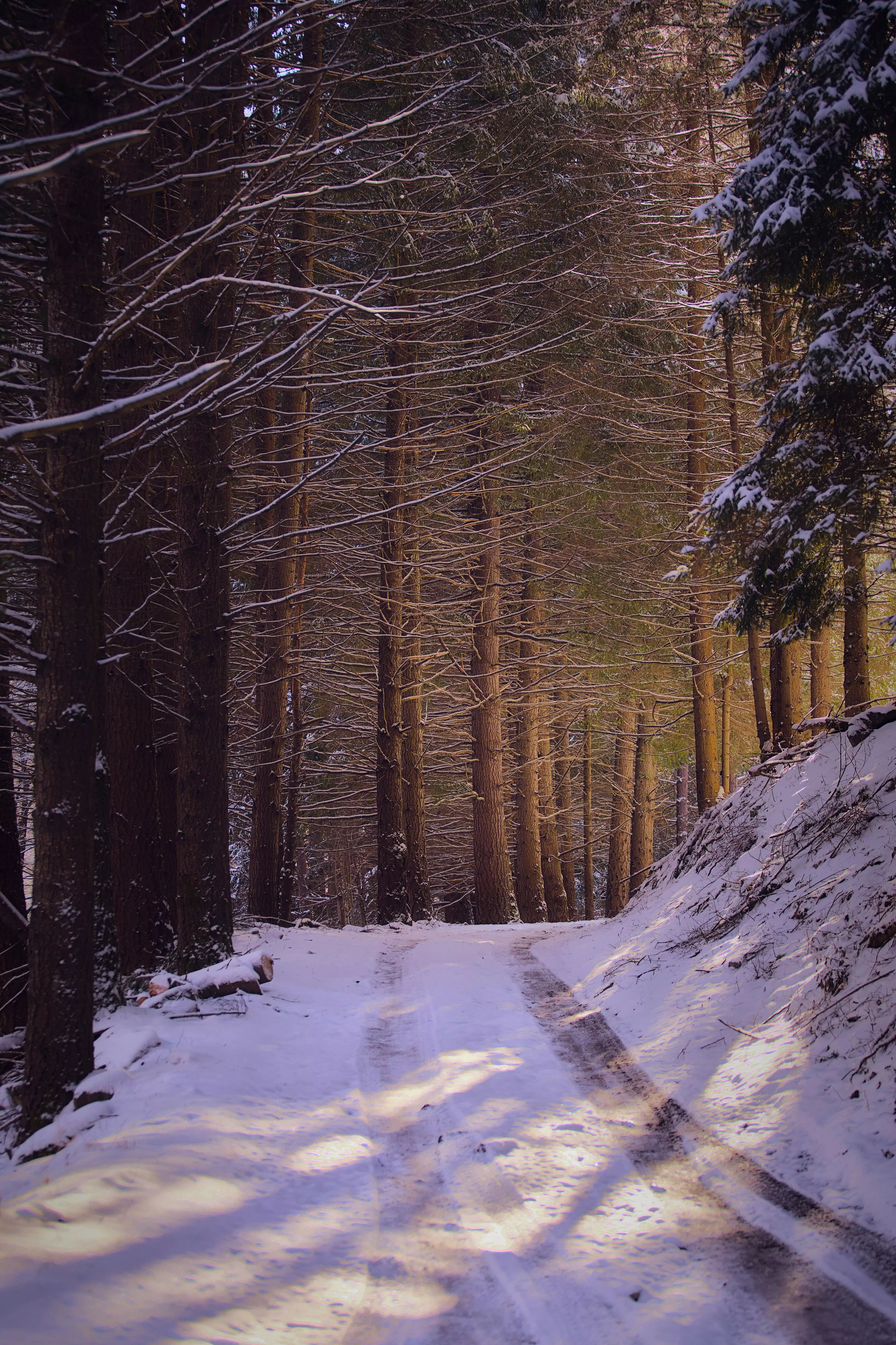 Wheel Tracks on the Snow in the Forest