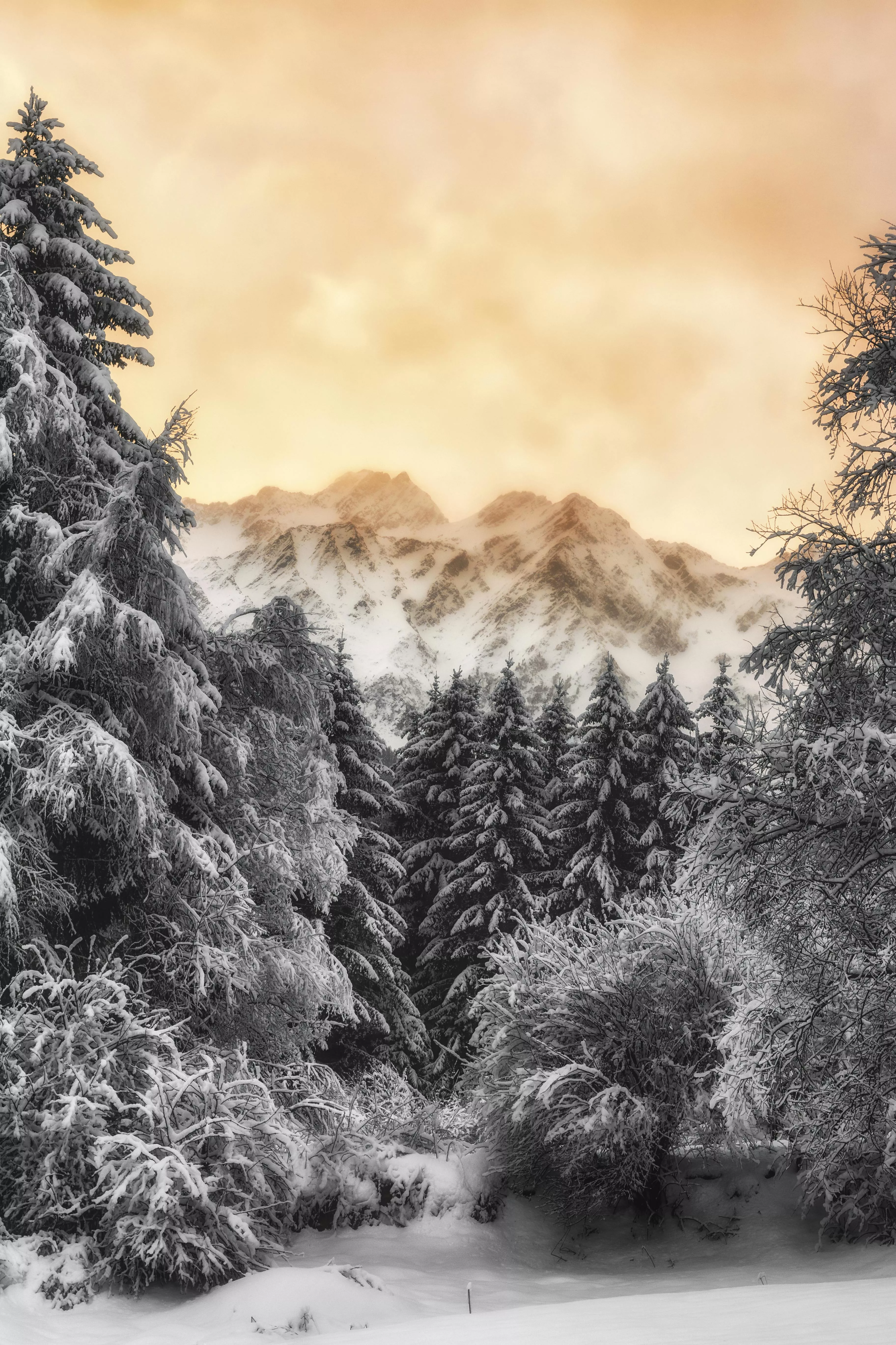 Winter Forest Photo, Download The BEST