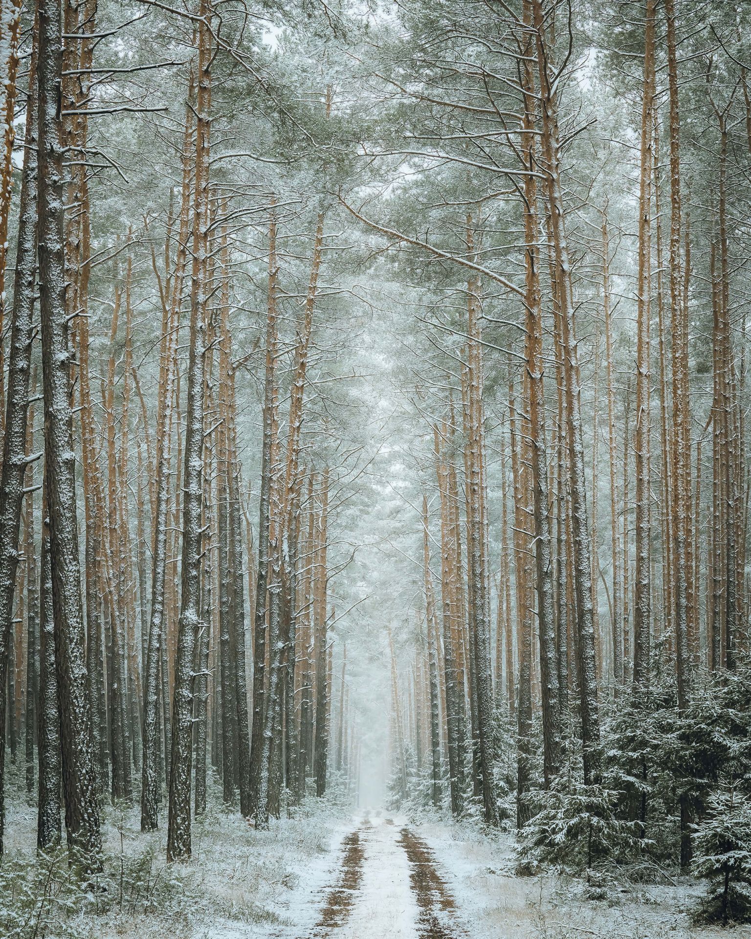 Wallpaper Mural winter forest