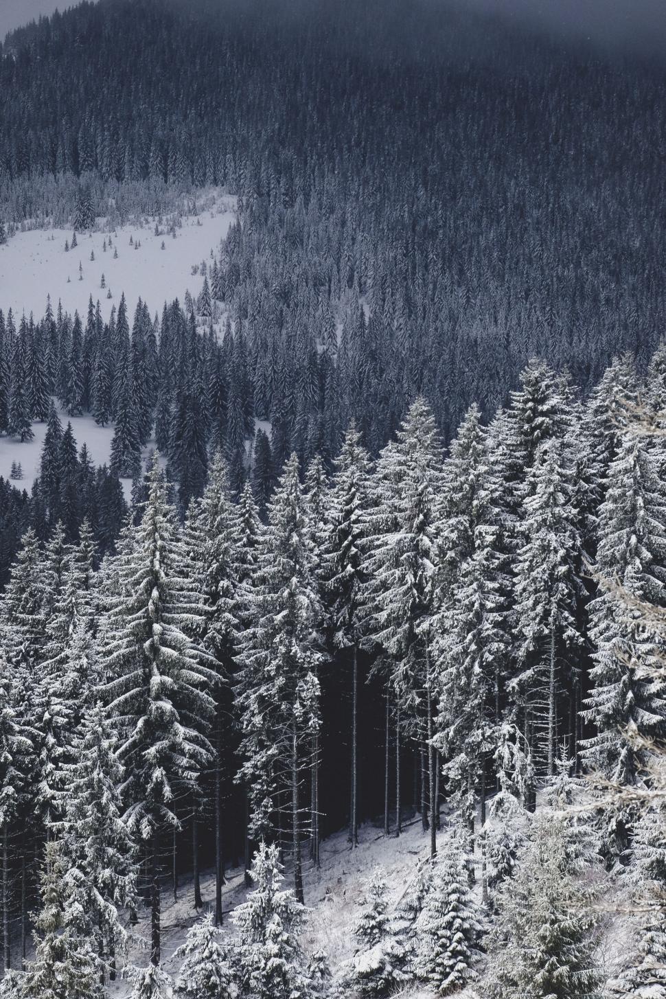 Snowy pine forest under winter sky