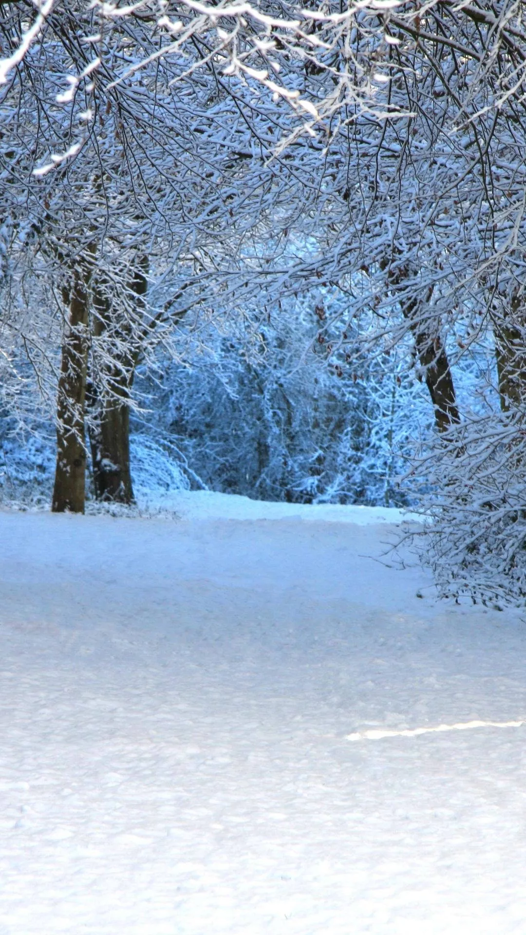 Winter Forest Snowy Wallpaper