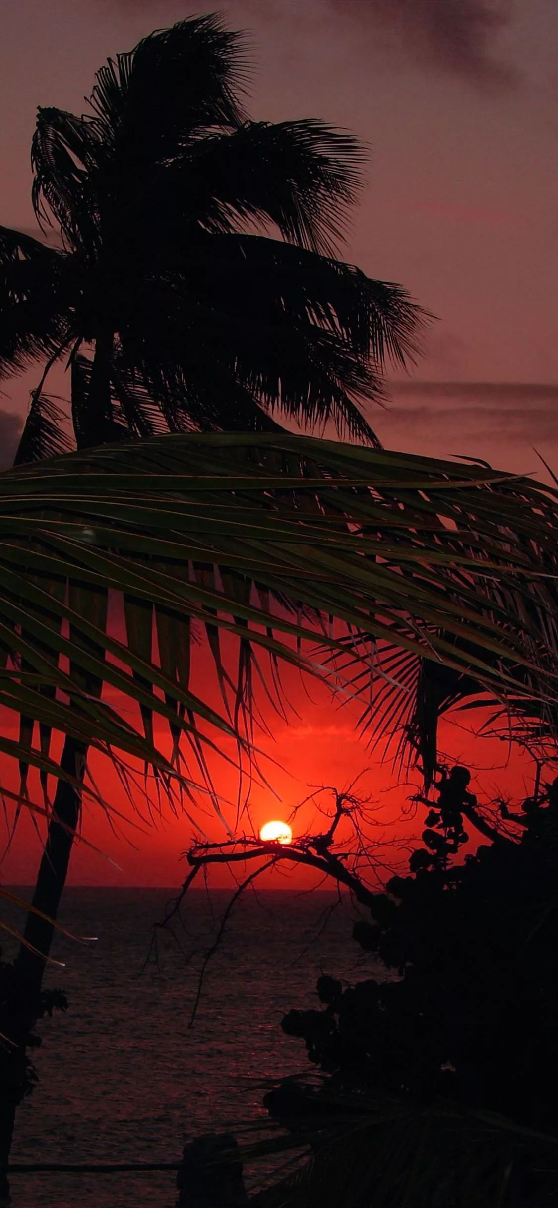 Beach Sunset Sea Tree Nature