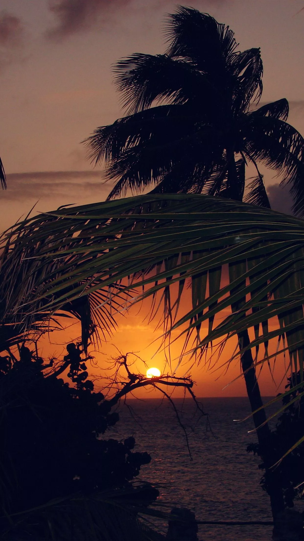 Beach Sunset Sea Tree Nature