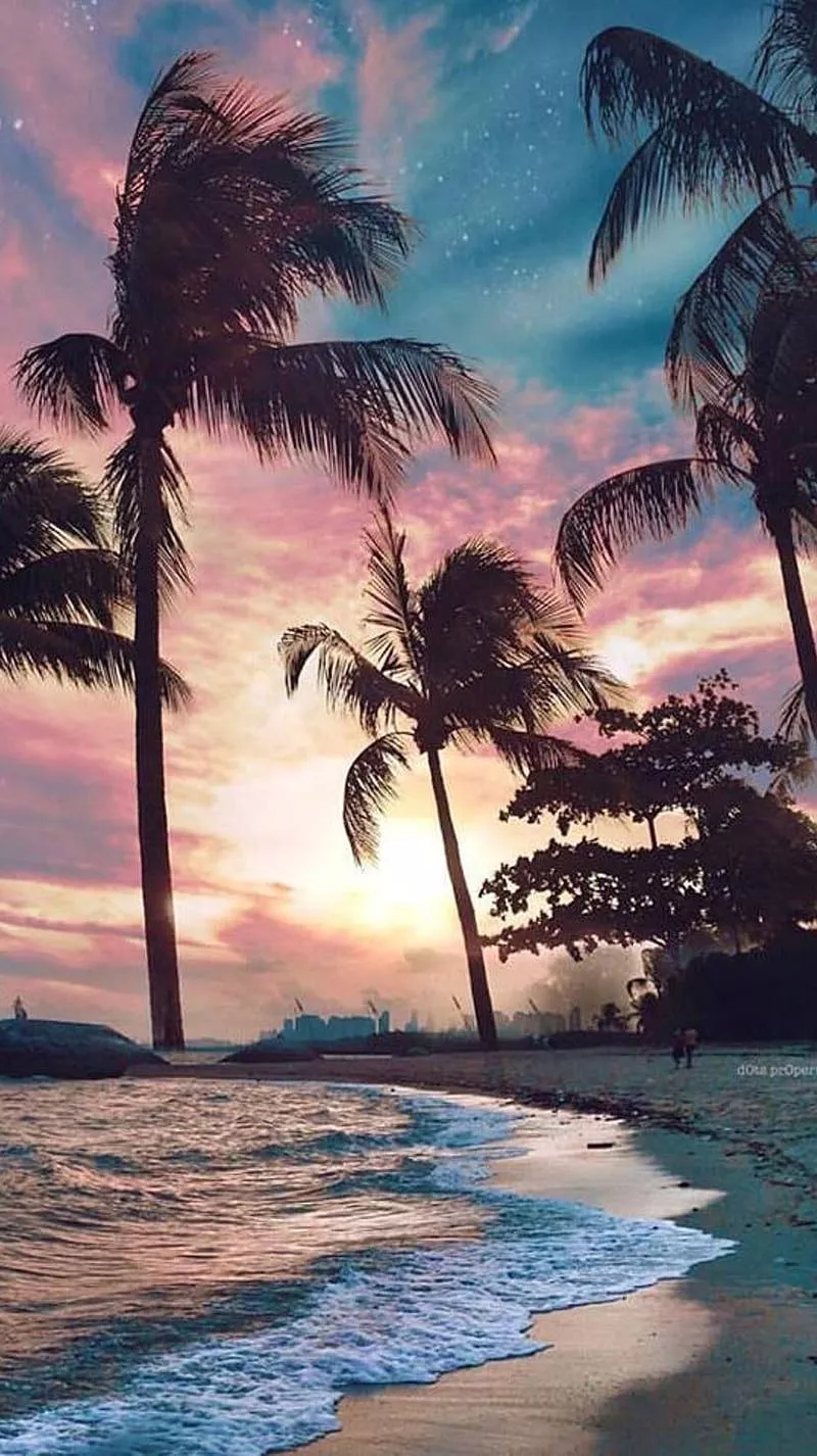 Beach, palm, tree, sunsets, HD phone