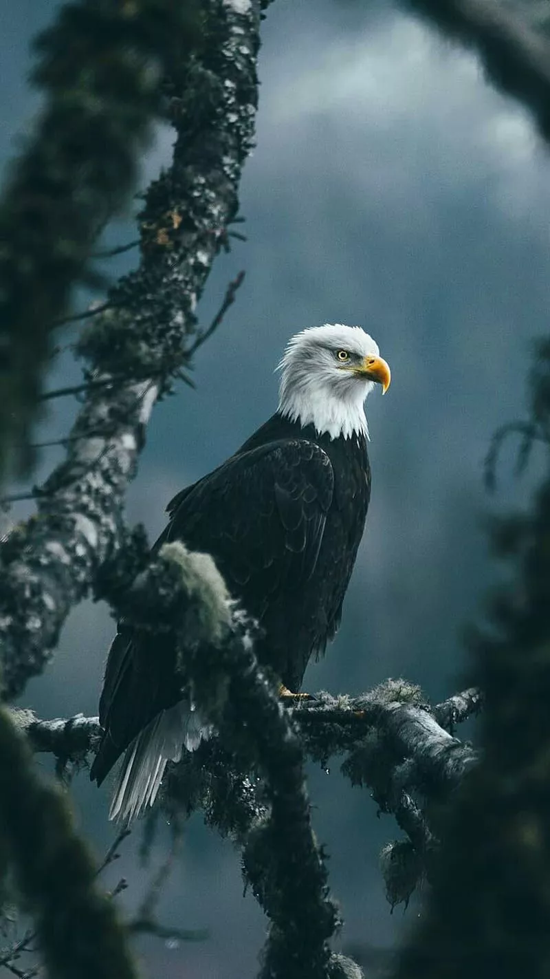 Bald Eagle, bird, nature, wild, HD