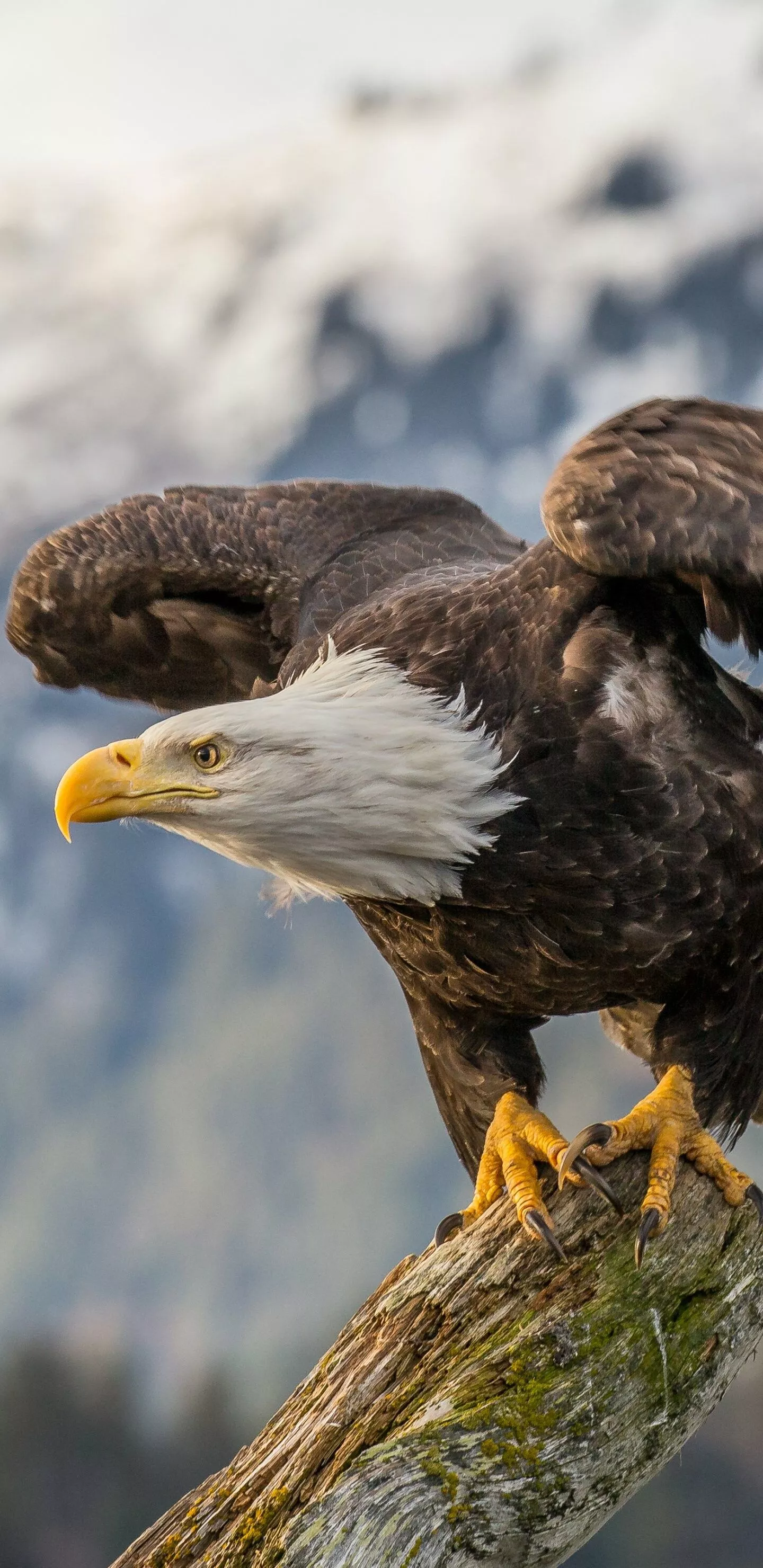 Eagle Wallpaper
