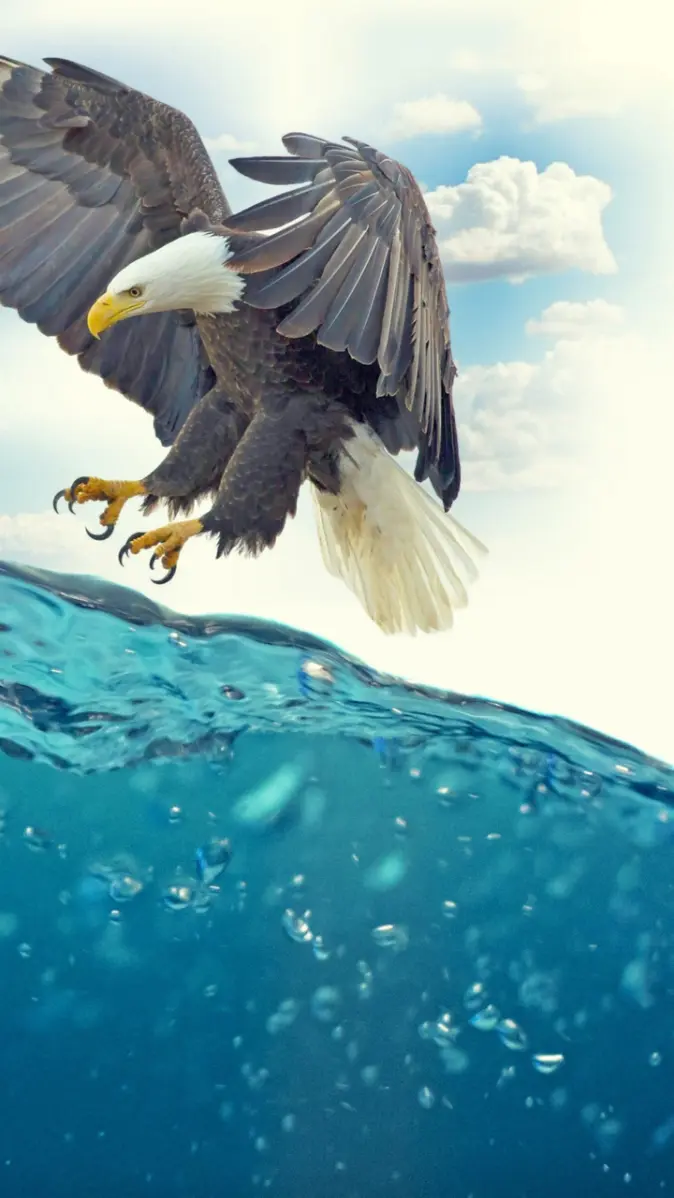 Eagle 4K Wallpaper wallpaper