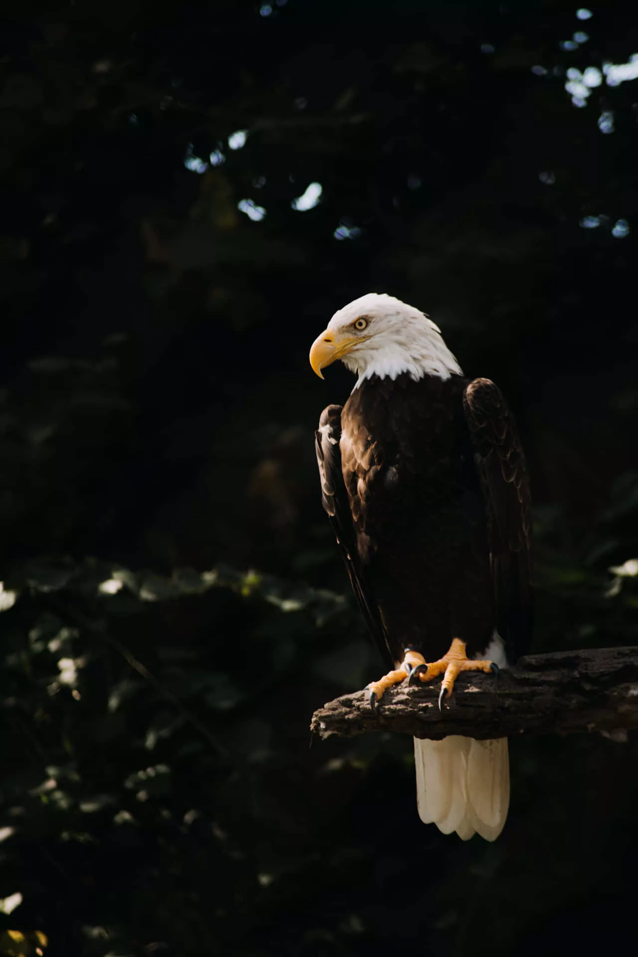Download A Bald Eagle Perched On A