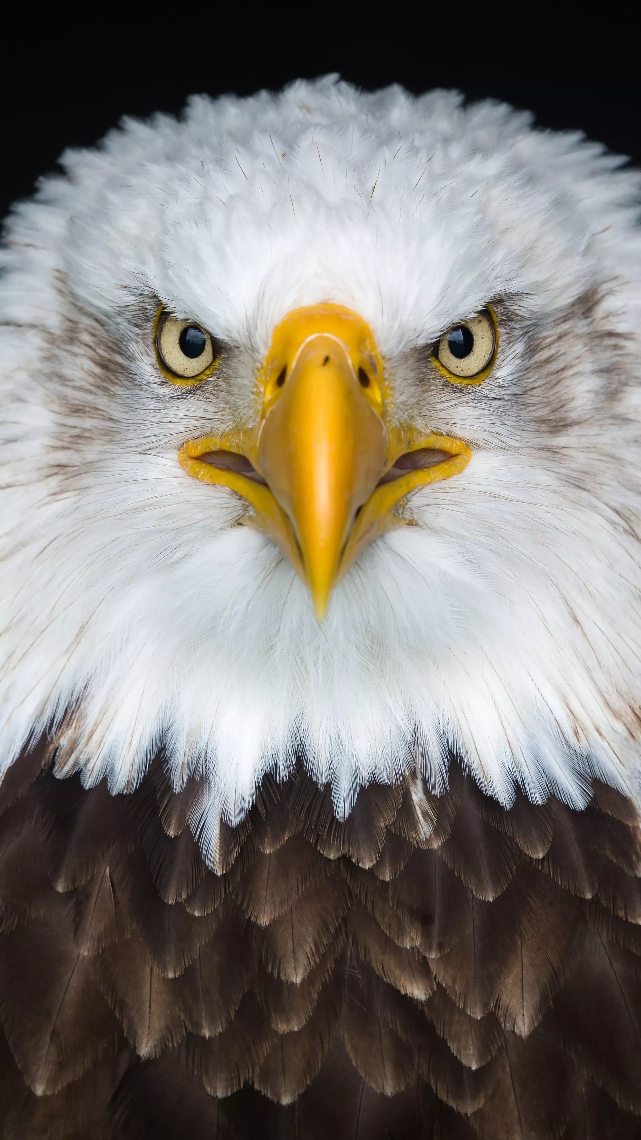 Bald Eagle Wallpaper