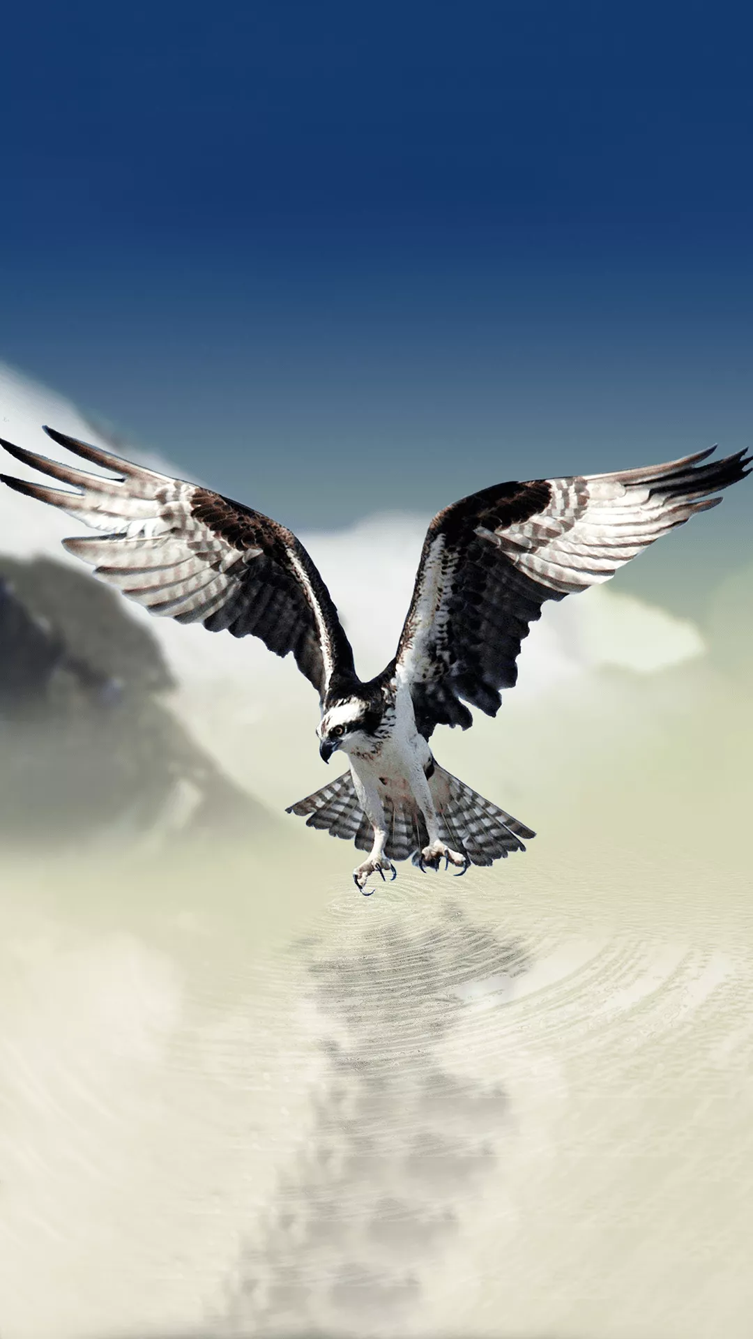 White Tailed Eagle Wallpaper 4K