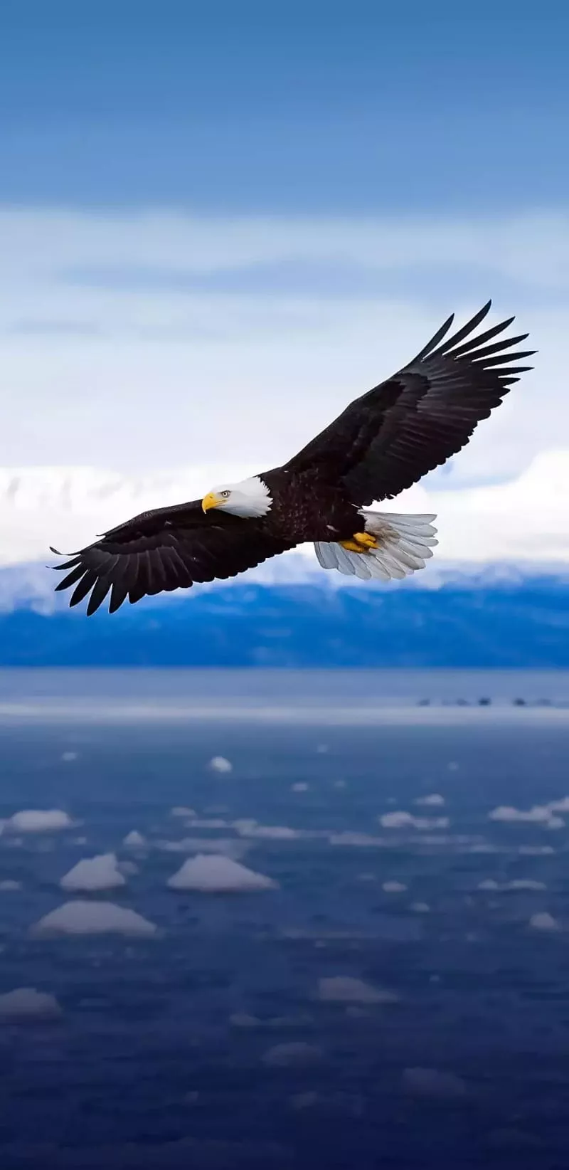Eagle, eagle, eagles, HD phone