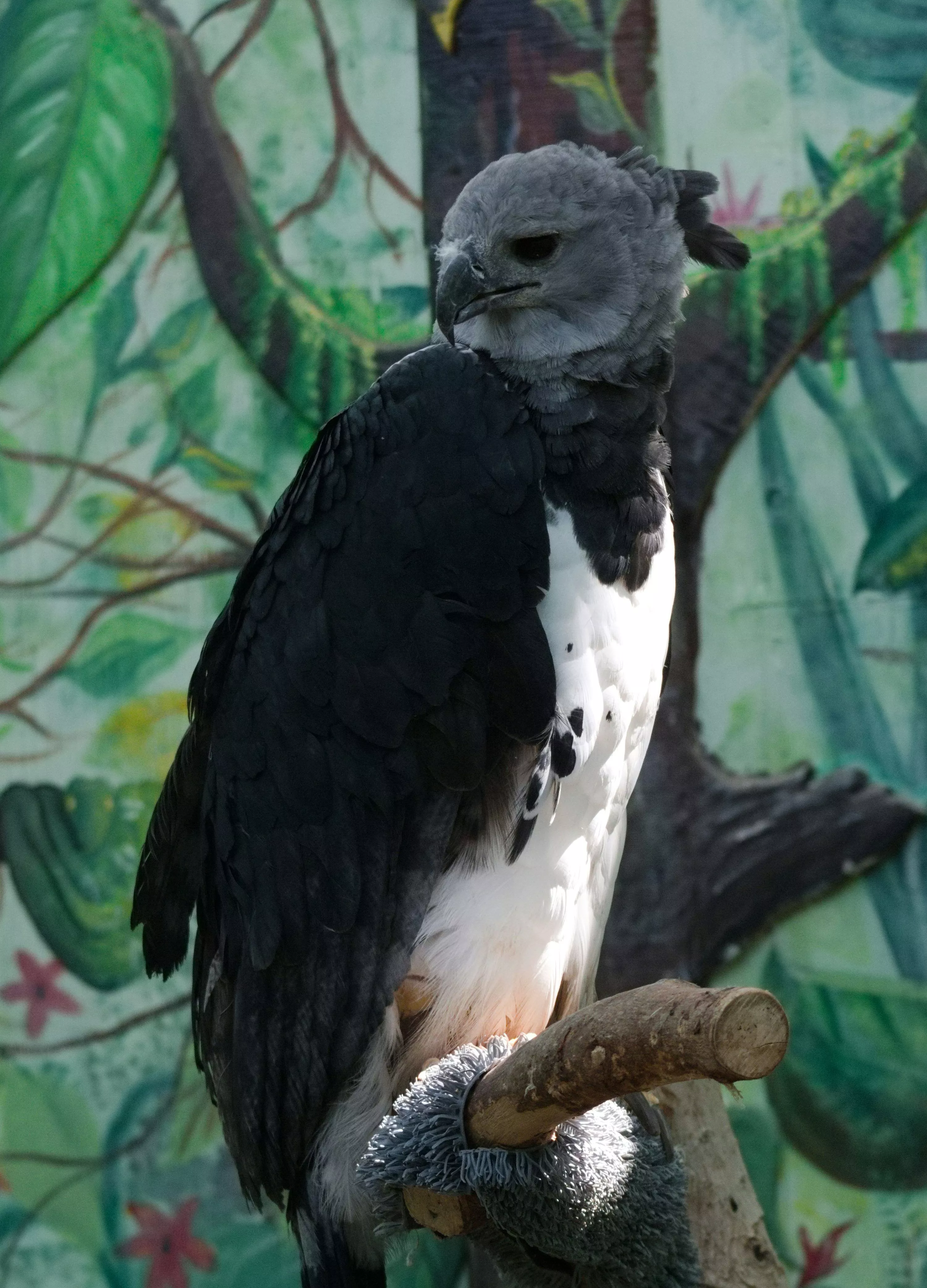 Harpy Eagle Picture. Download Free