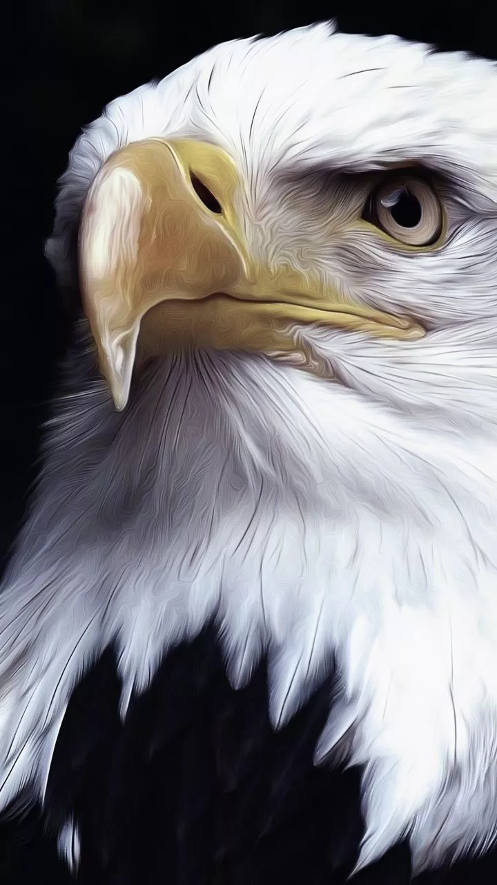 Download Oil Painting Bird Animal Bald