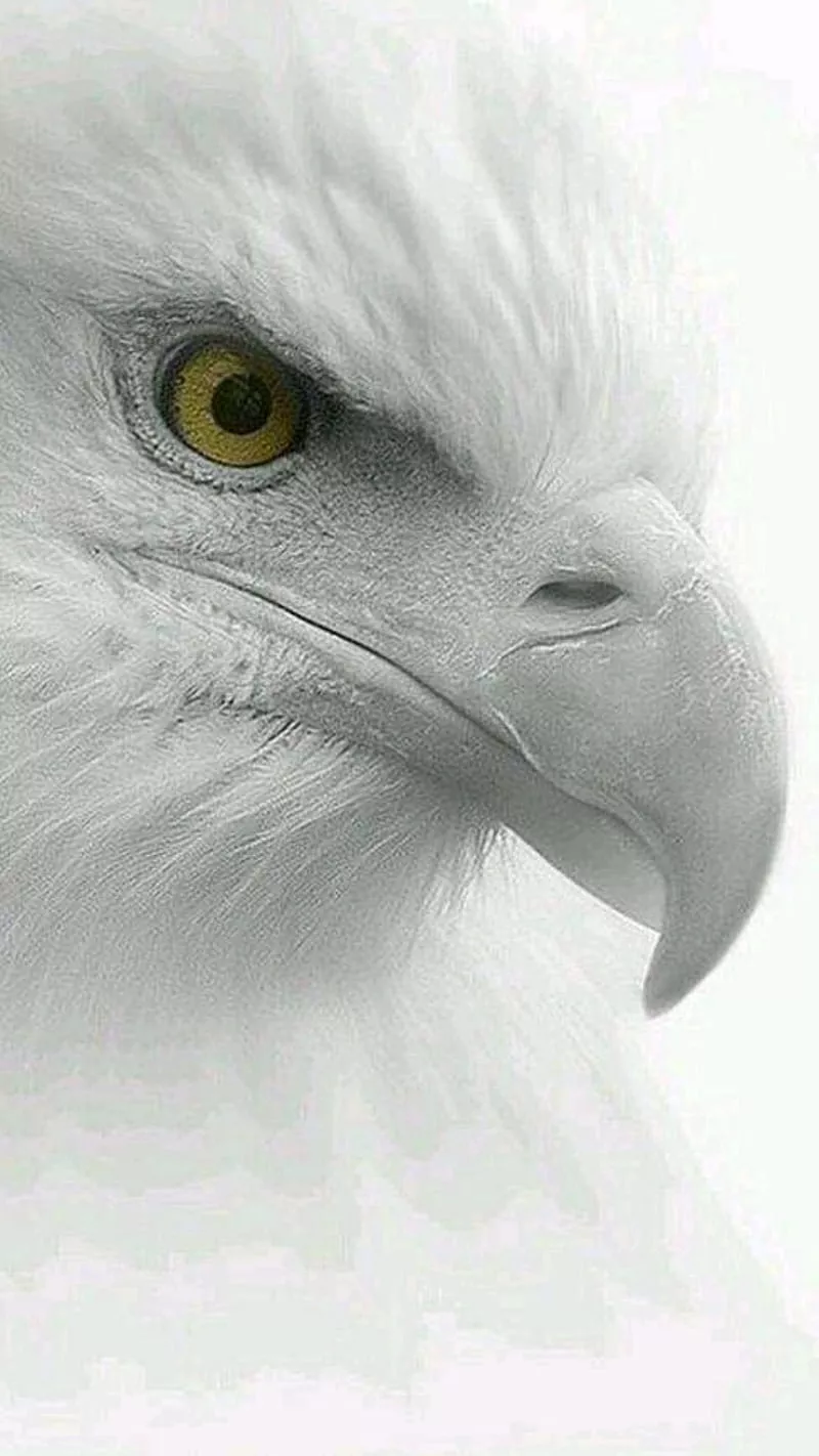 samsung, white, HD phone wallpaper