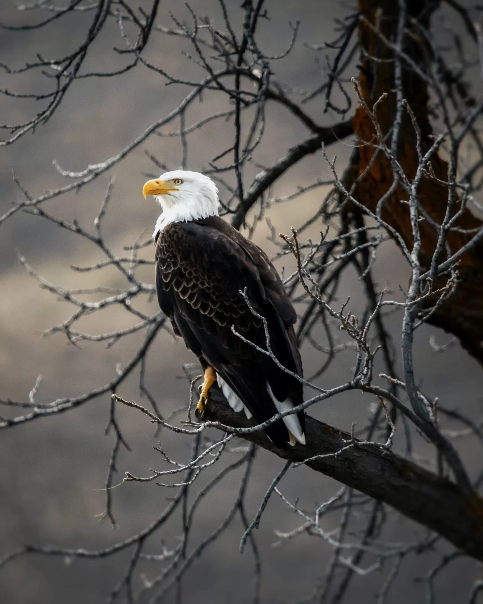 Eagle Days in Missouri Boone