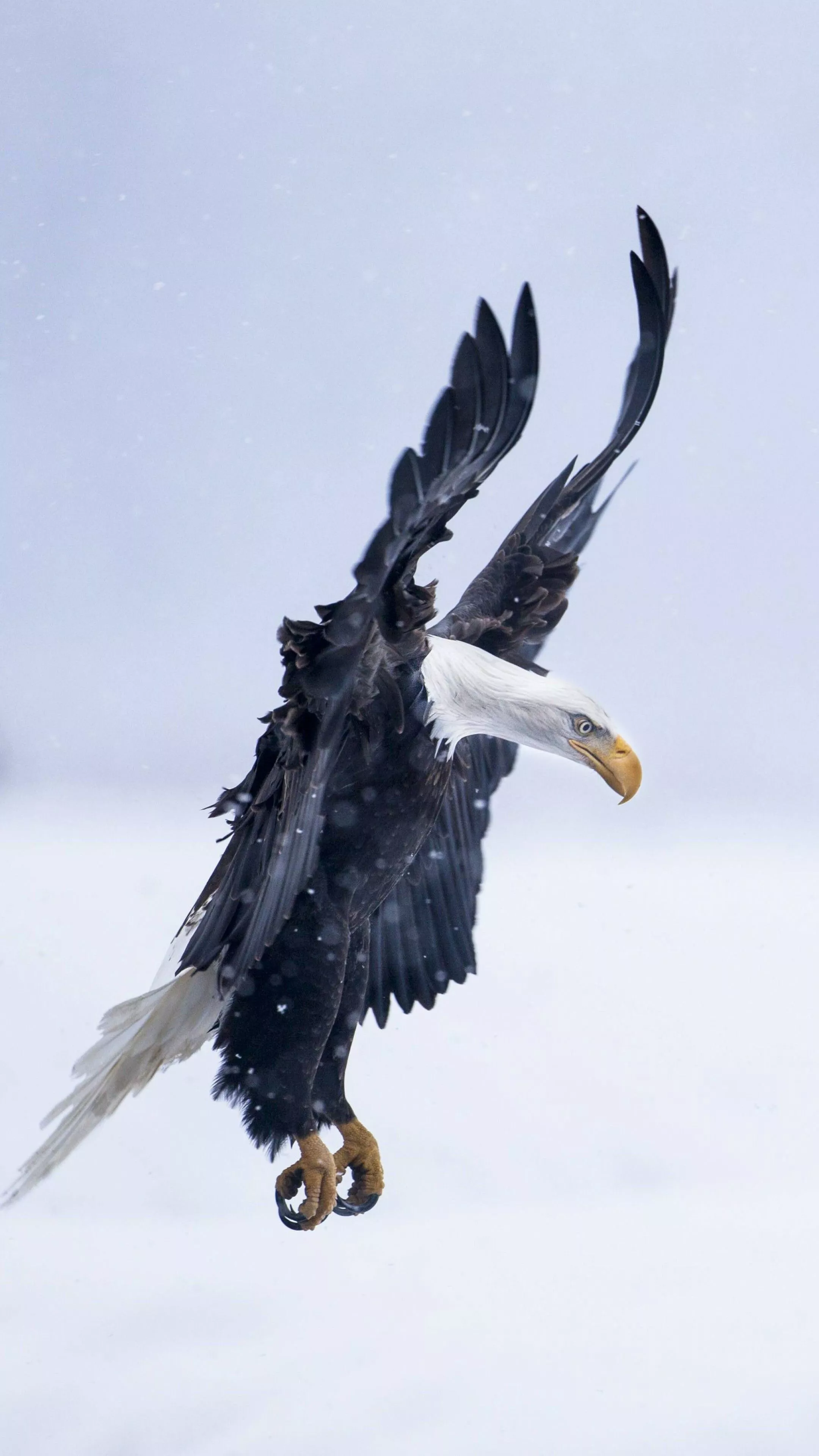 Eagle Wallpaper