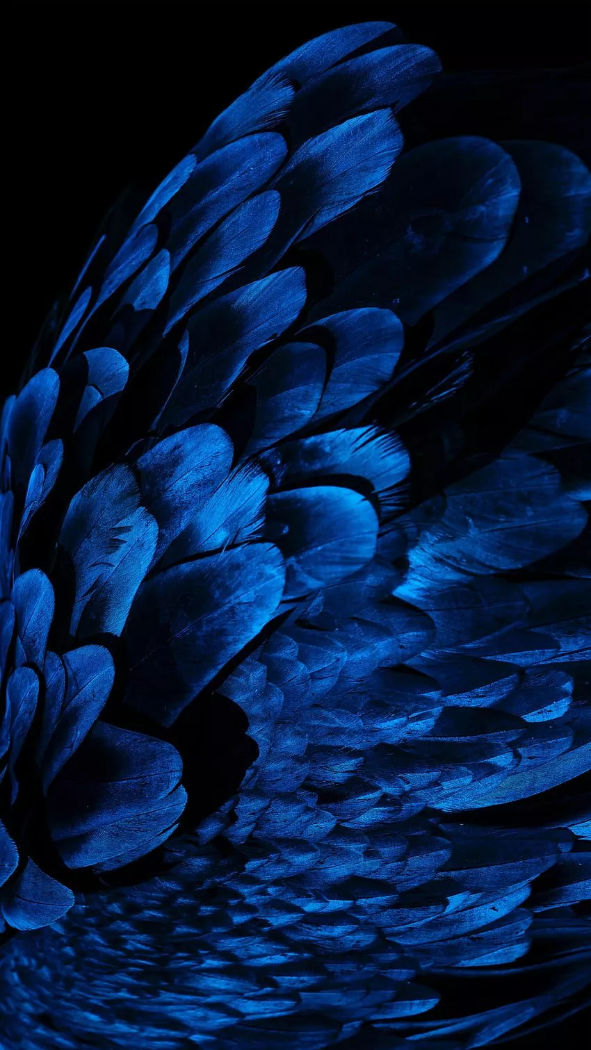 Feather, Dark, , , Wing HD phone