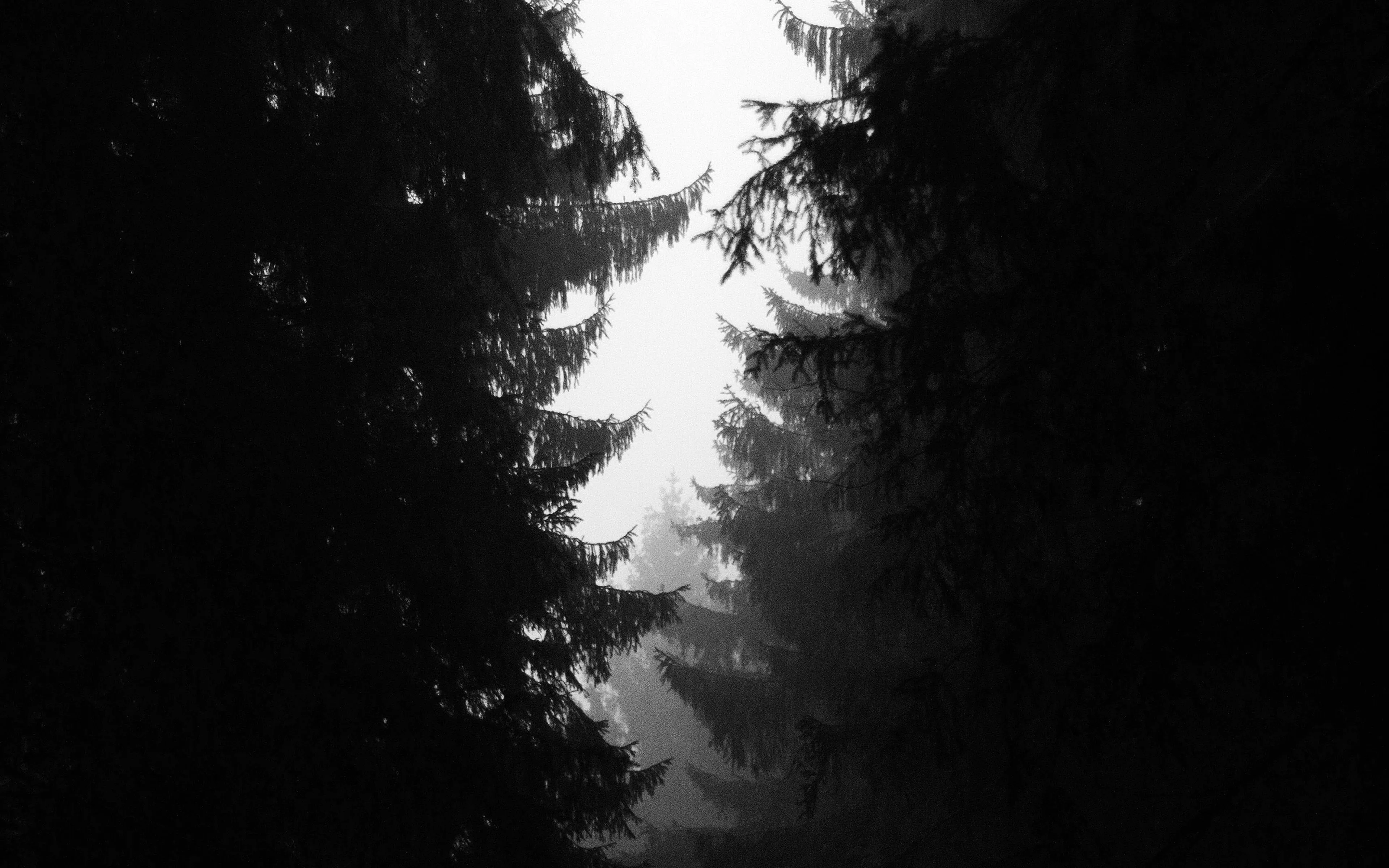 Wood Tree Simple Nature Bw Dark