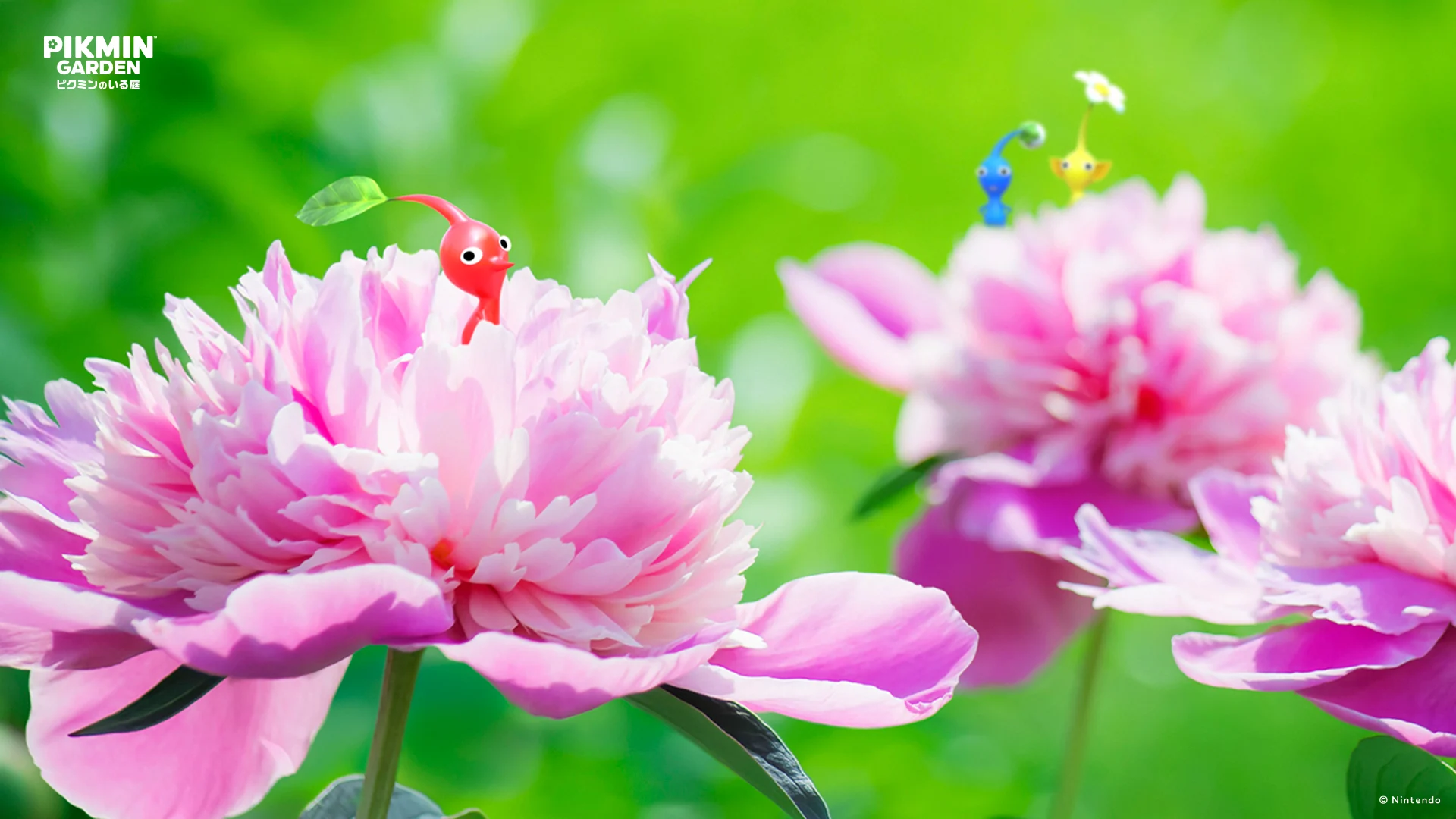 Gallery: Nintendo Japan shares 15 Pikmin wallpaper