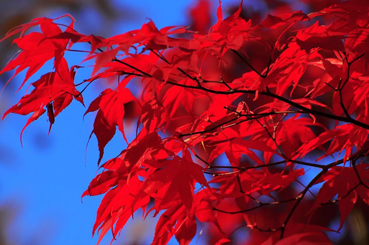 Desktop Wallpaper Foliage acer Red