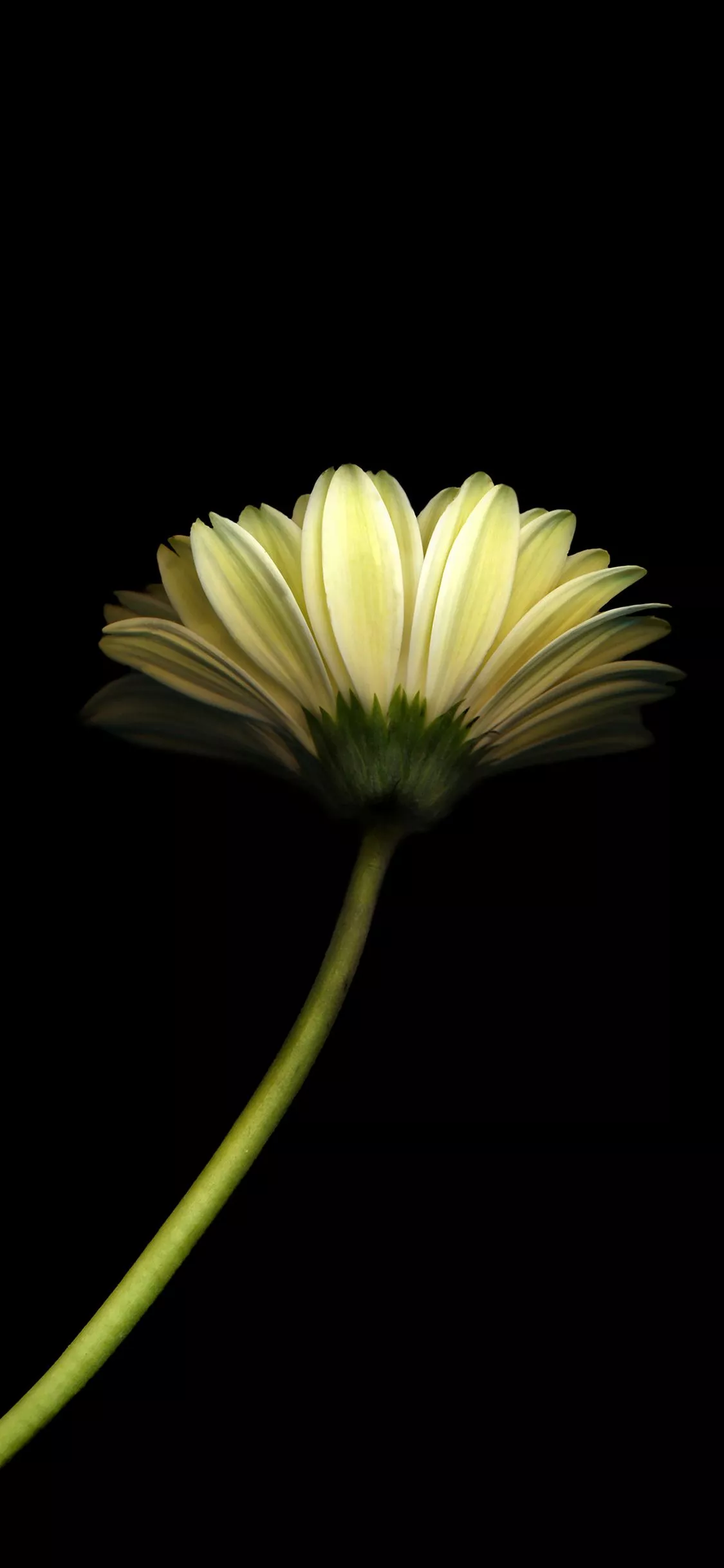 Lonely Flower Dark Simple Minimal