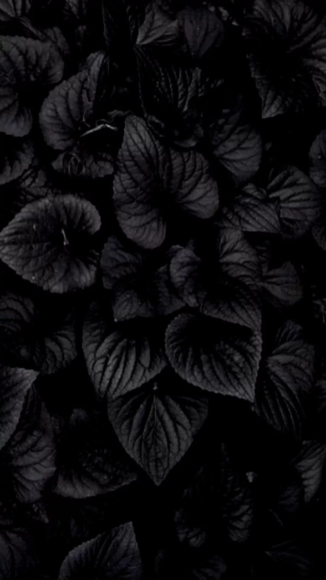 Download A Black Background With Leaves