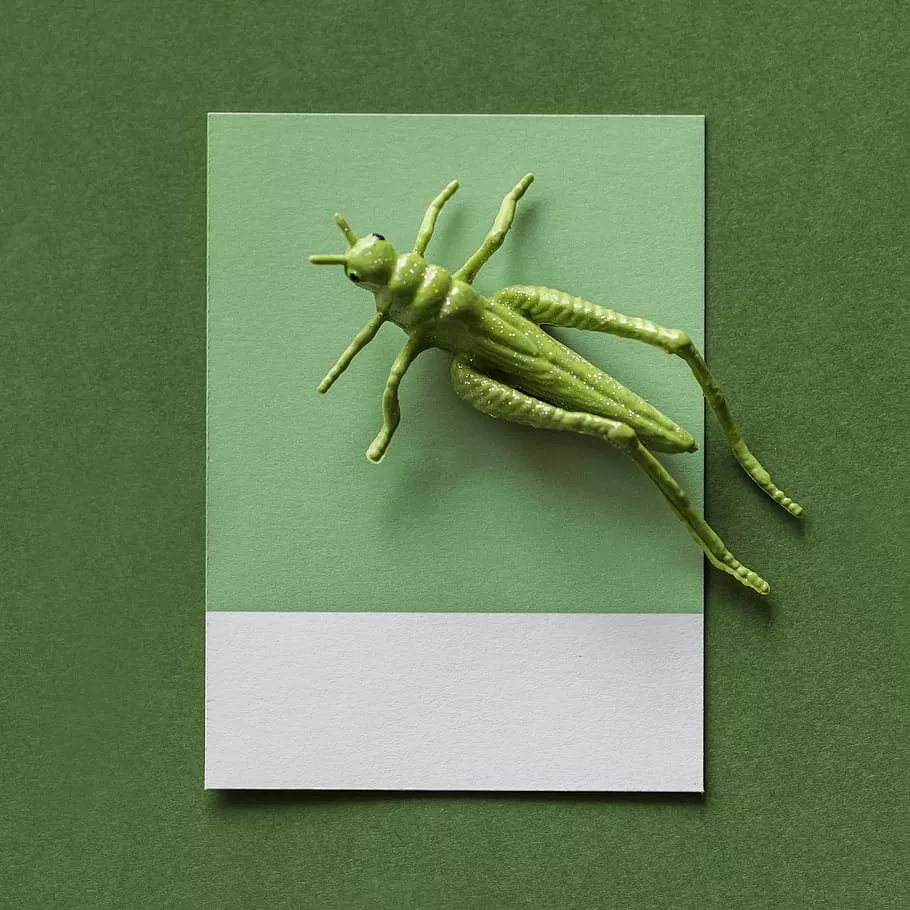 HD wallpaper: Green Grasshopper Toy