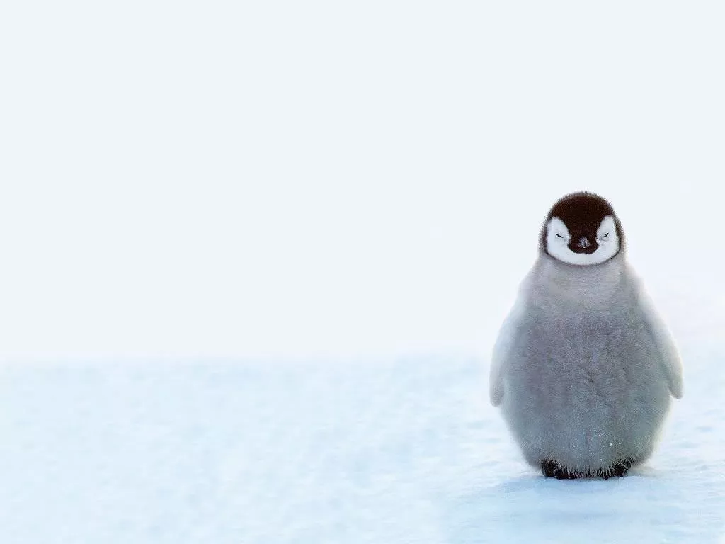 Cute Baby Penguin Wallpaper Cool Free