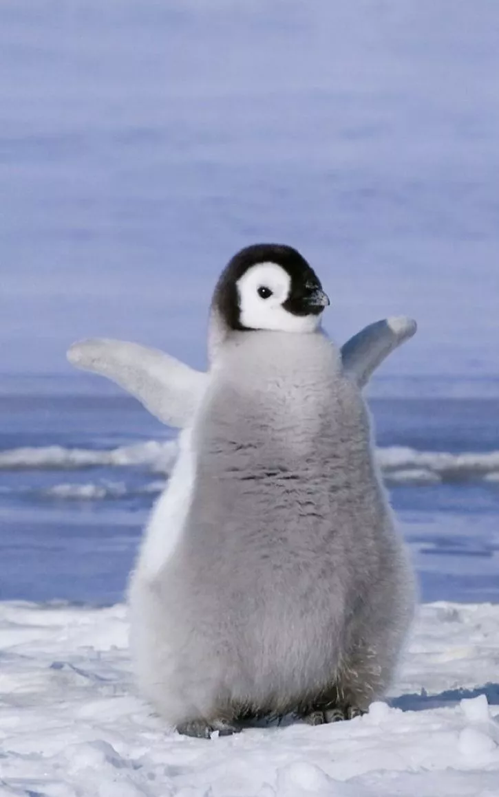 Adorable Baby Penguin Standing in the Snow