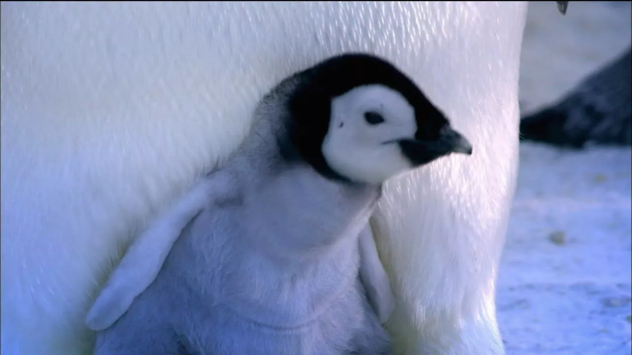 Baby Emperor Penguins Emerge from Their