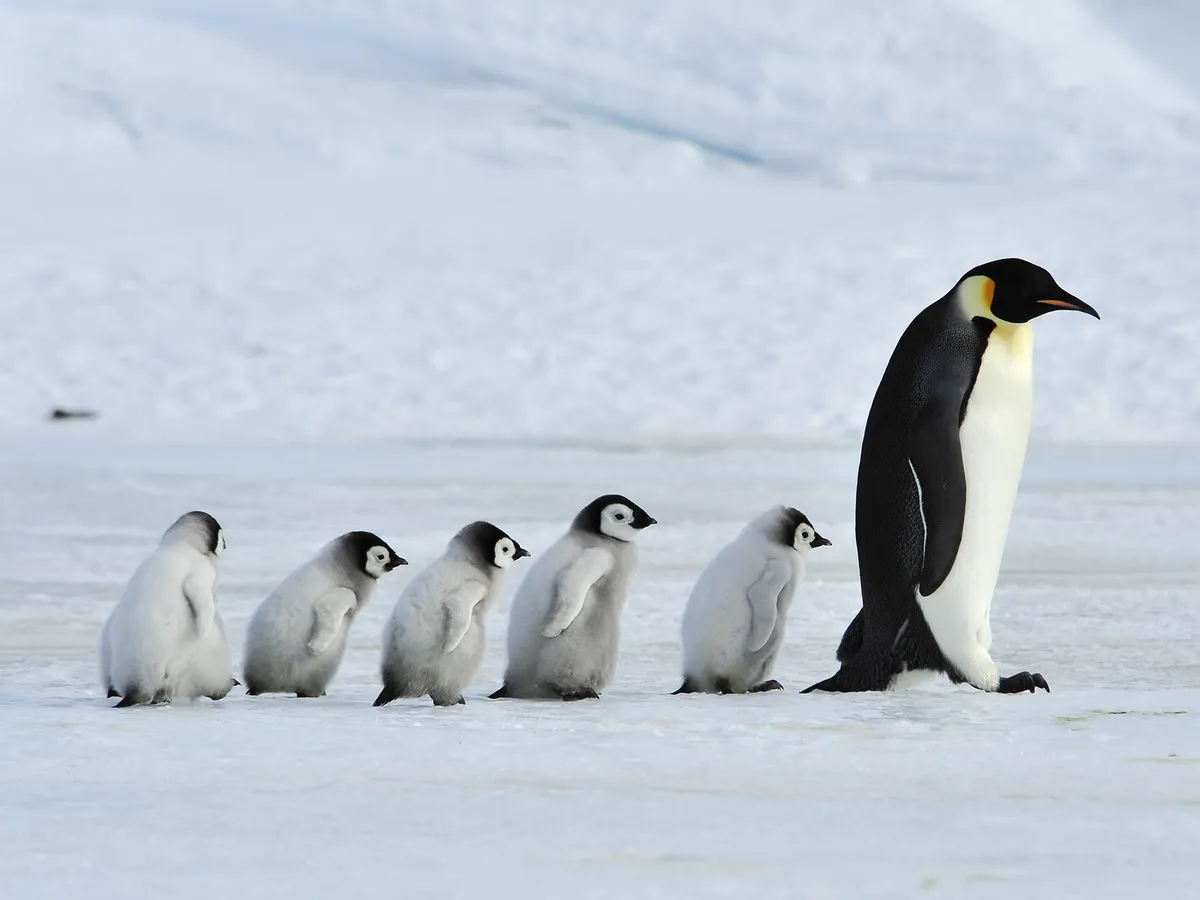 The World of Baby Penguins: From