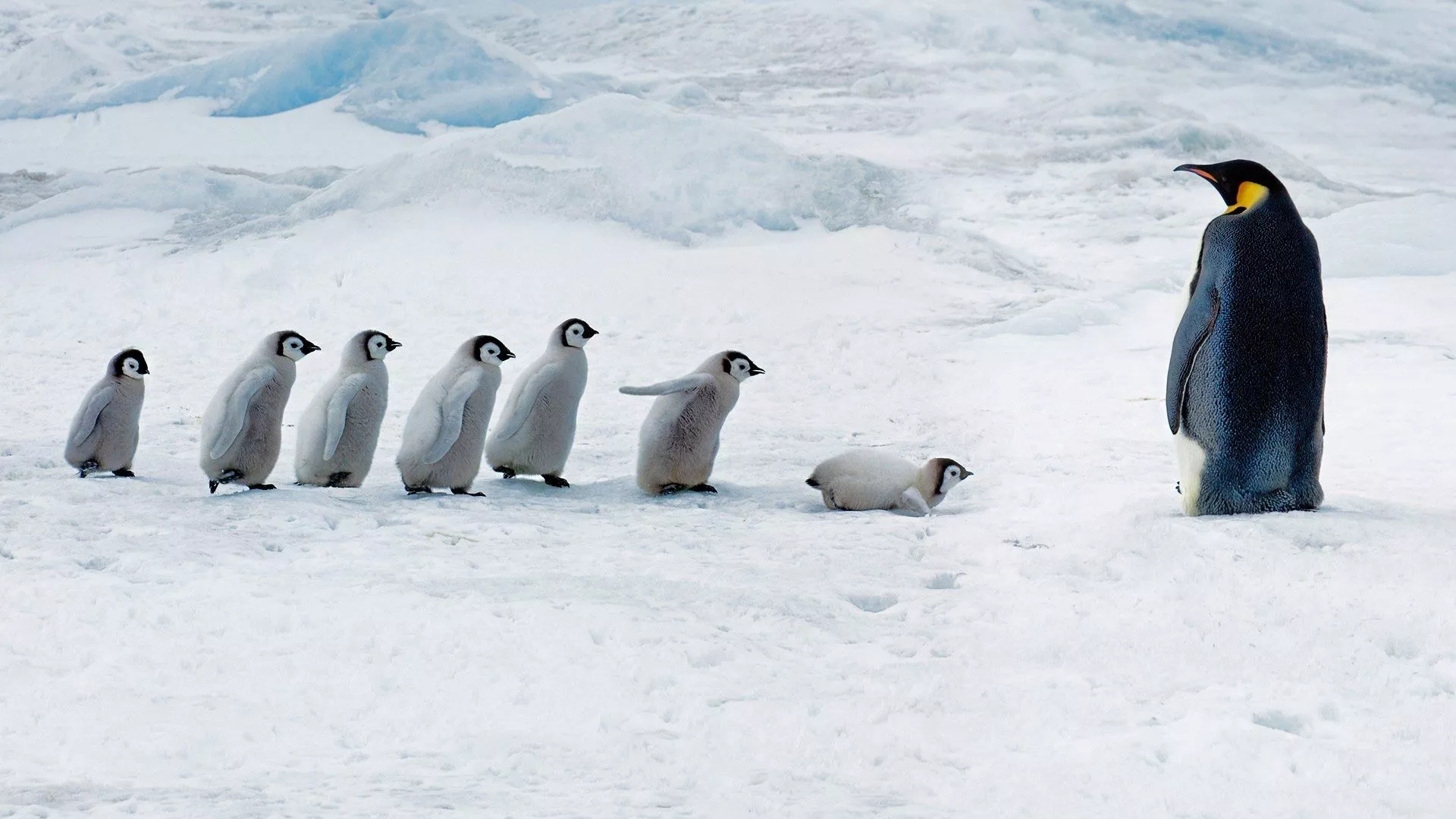 Adorable Penguin Colony