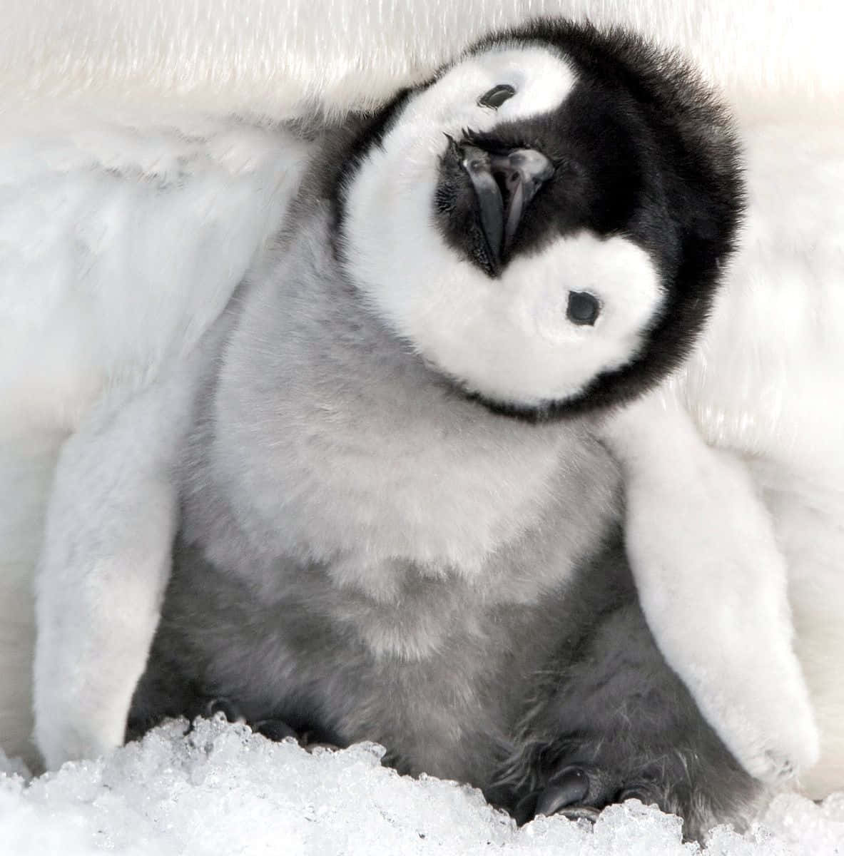 Download A curious little baby penguin
