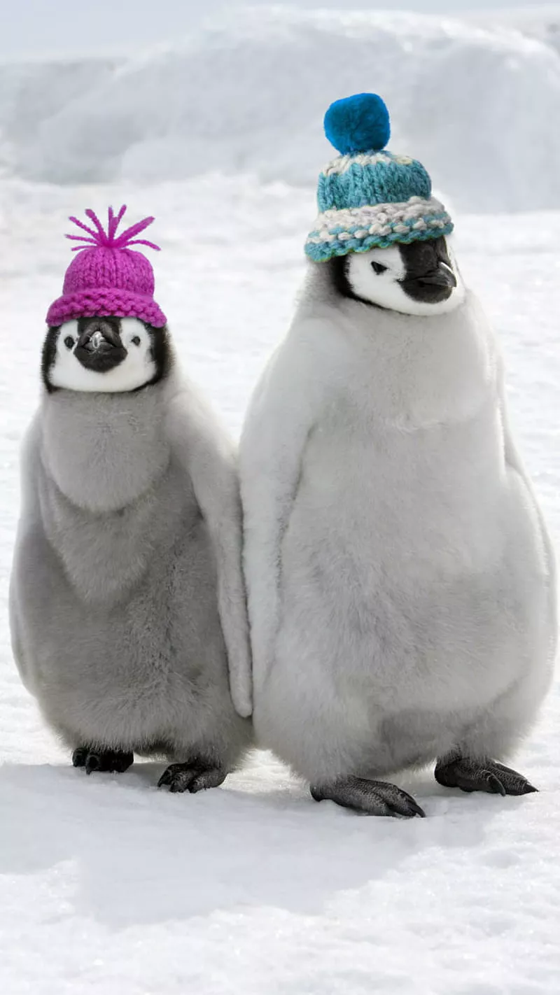 Penguin winter, animals, cute, funny, love, HD phone wallpaper