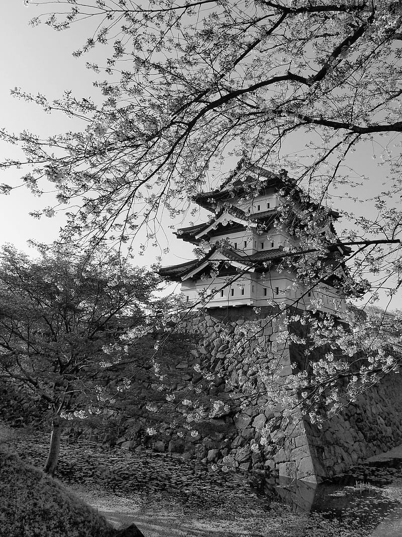 Pagoda, sakura, spring, black and white