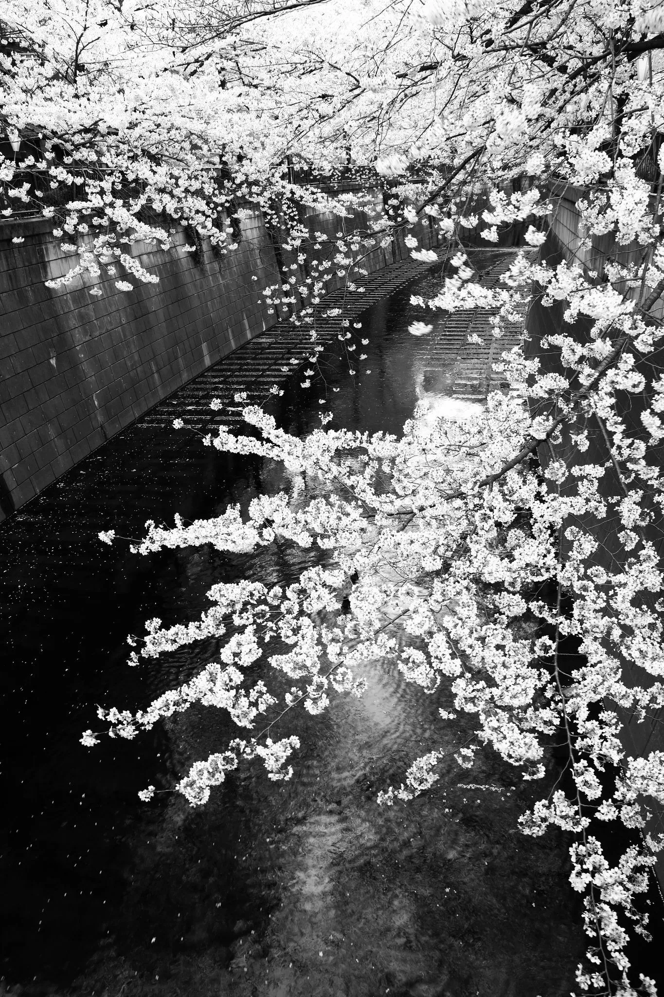 Cherryblossom（Monochrome）