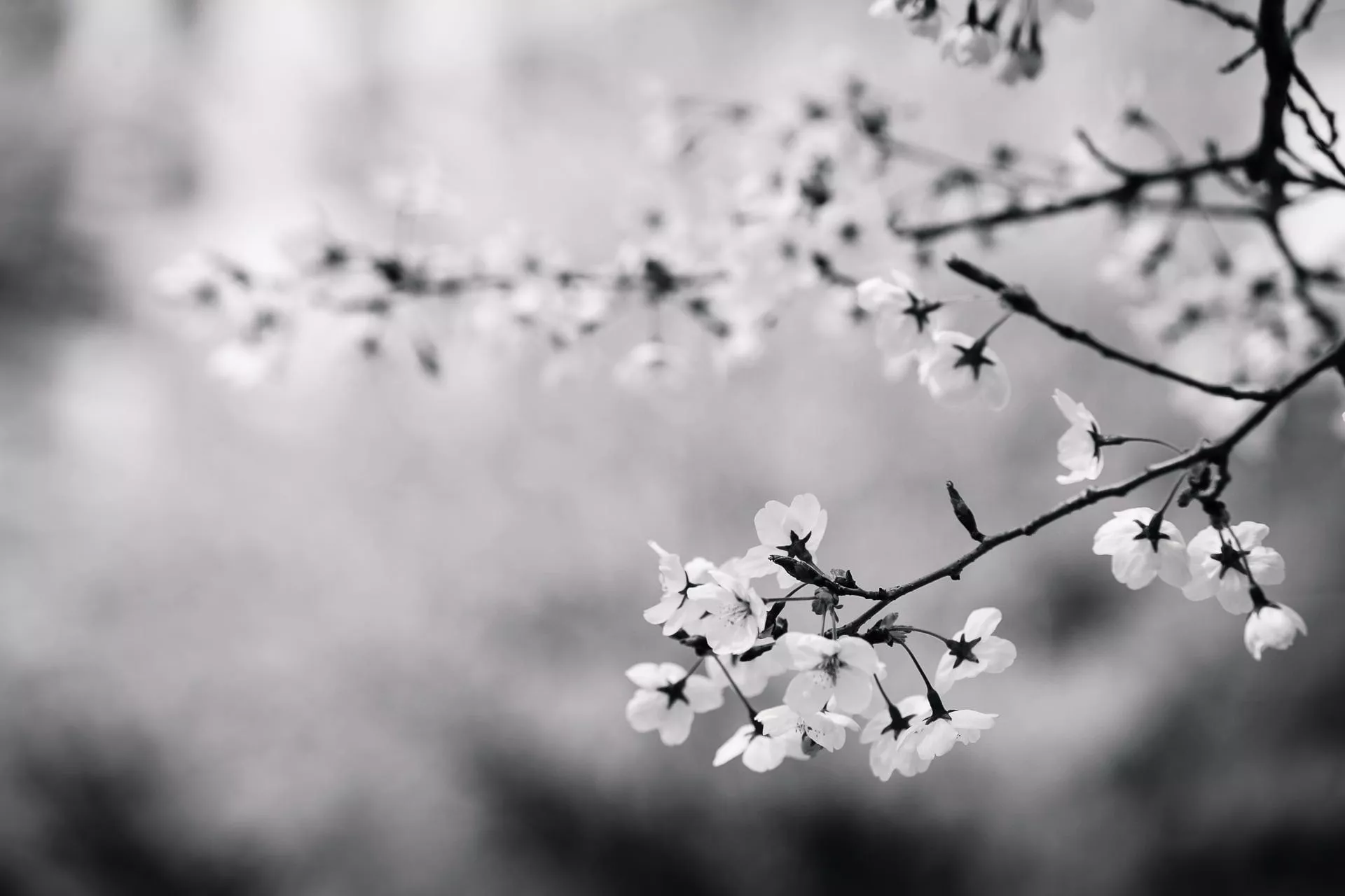 Black And White, Flowers, Branch