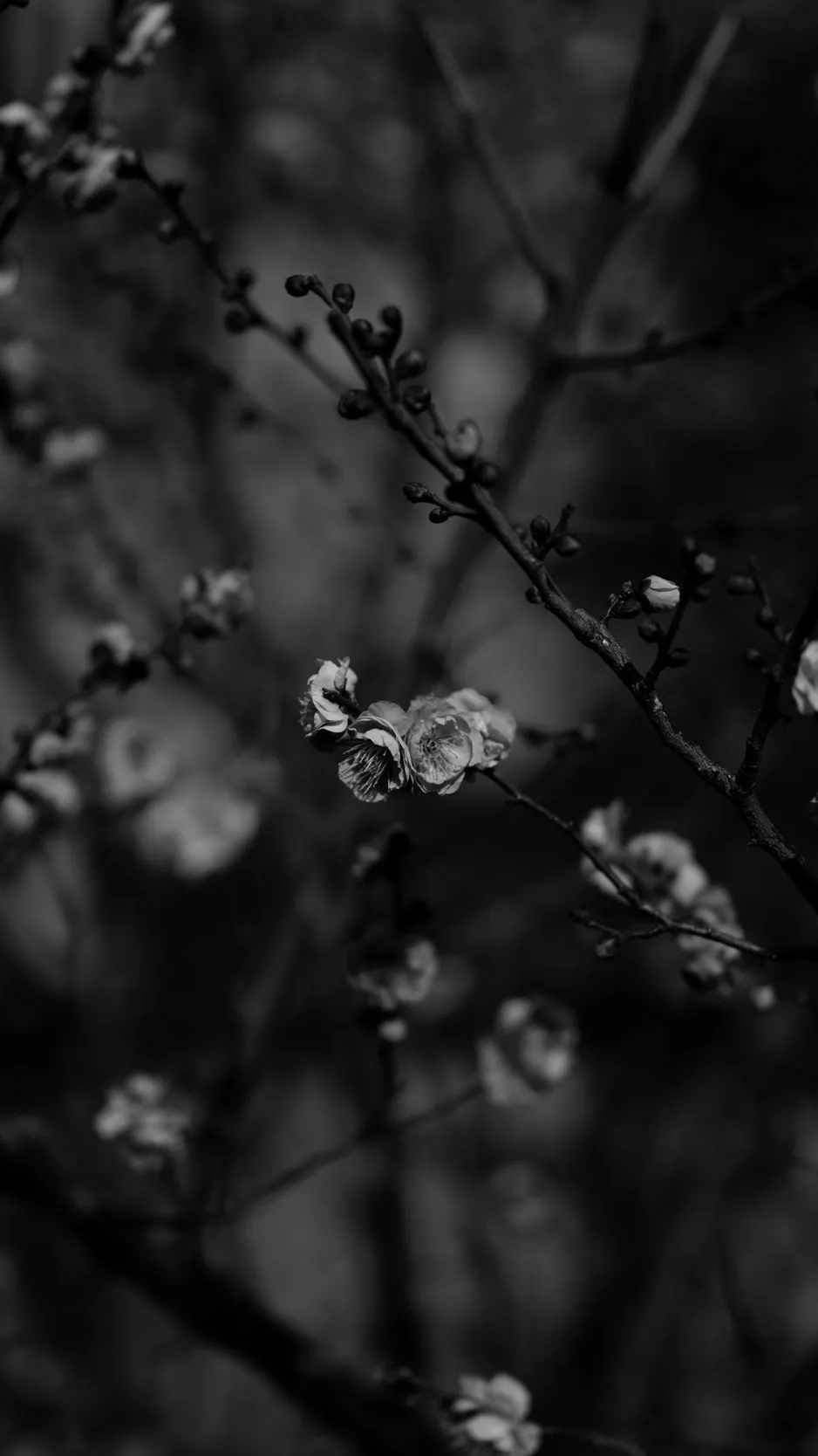 Download wallpaper 938x1668 sakura