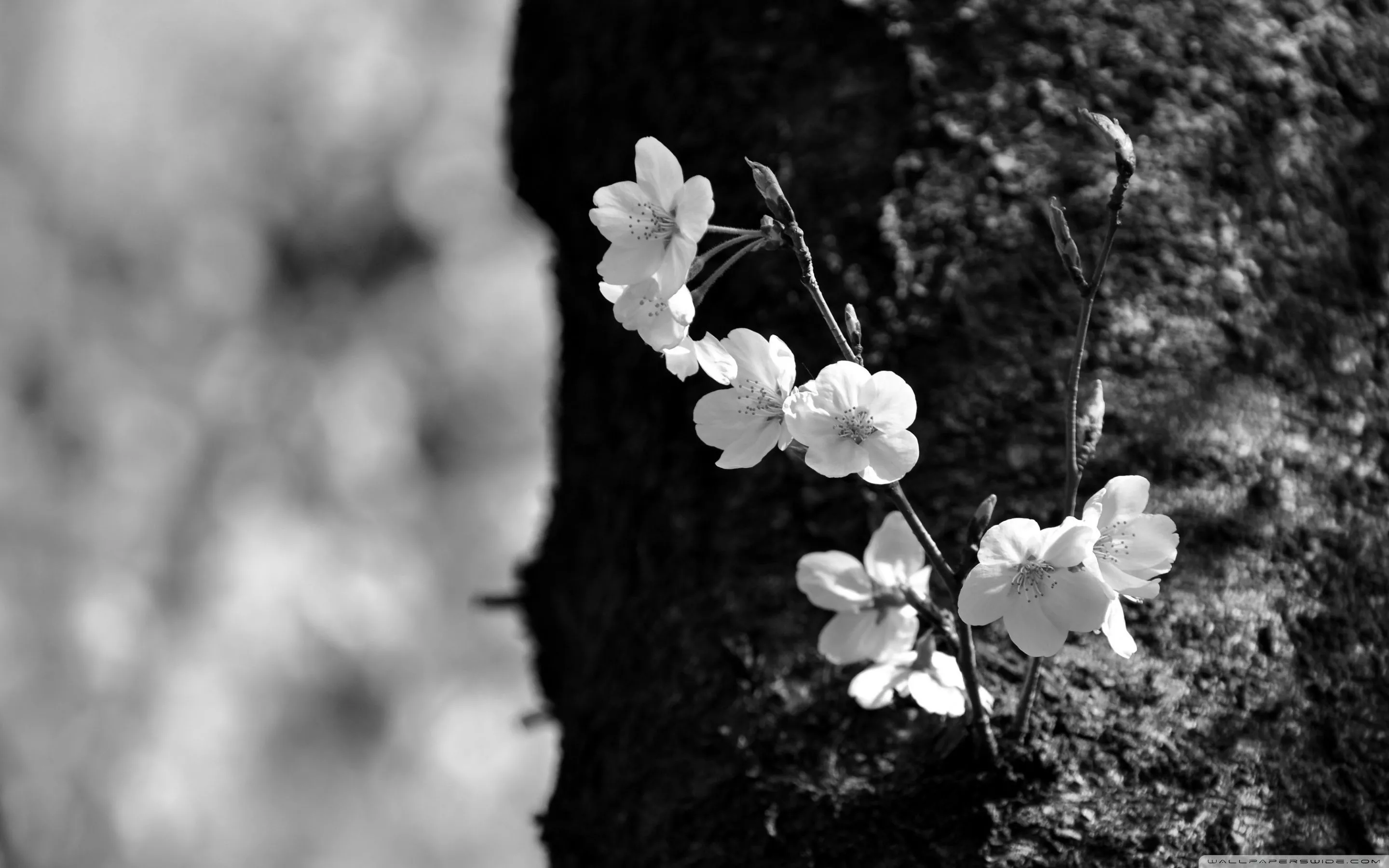 Sakura Black and White Ultra HD
