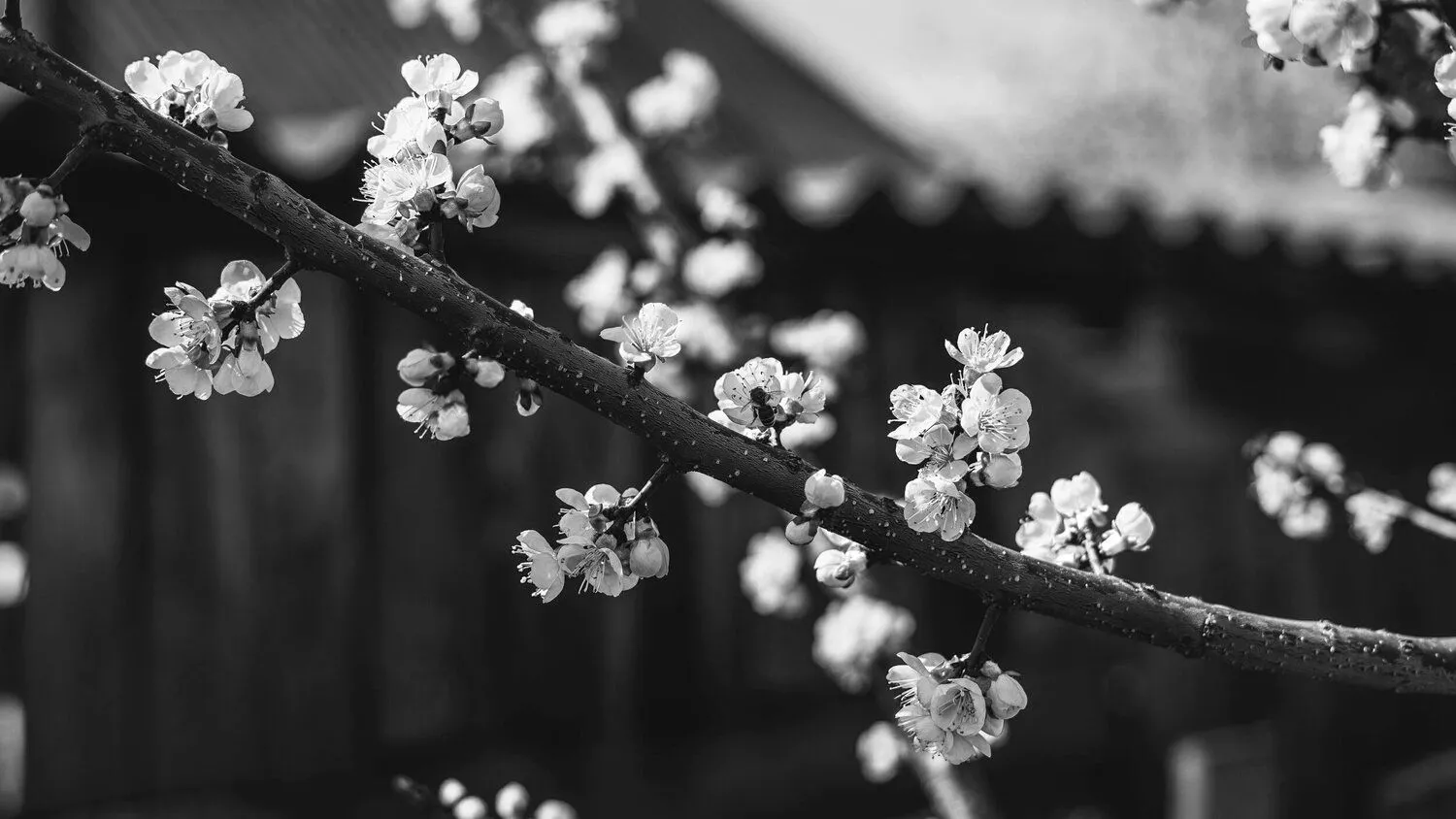 SAKURA CASK