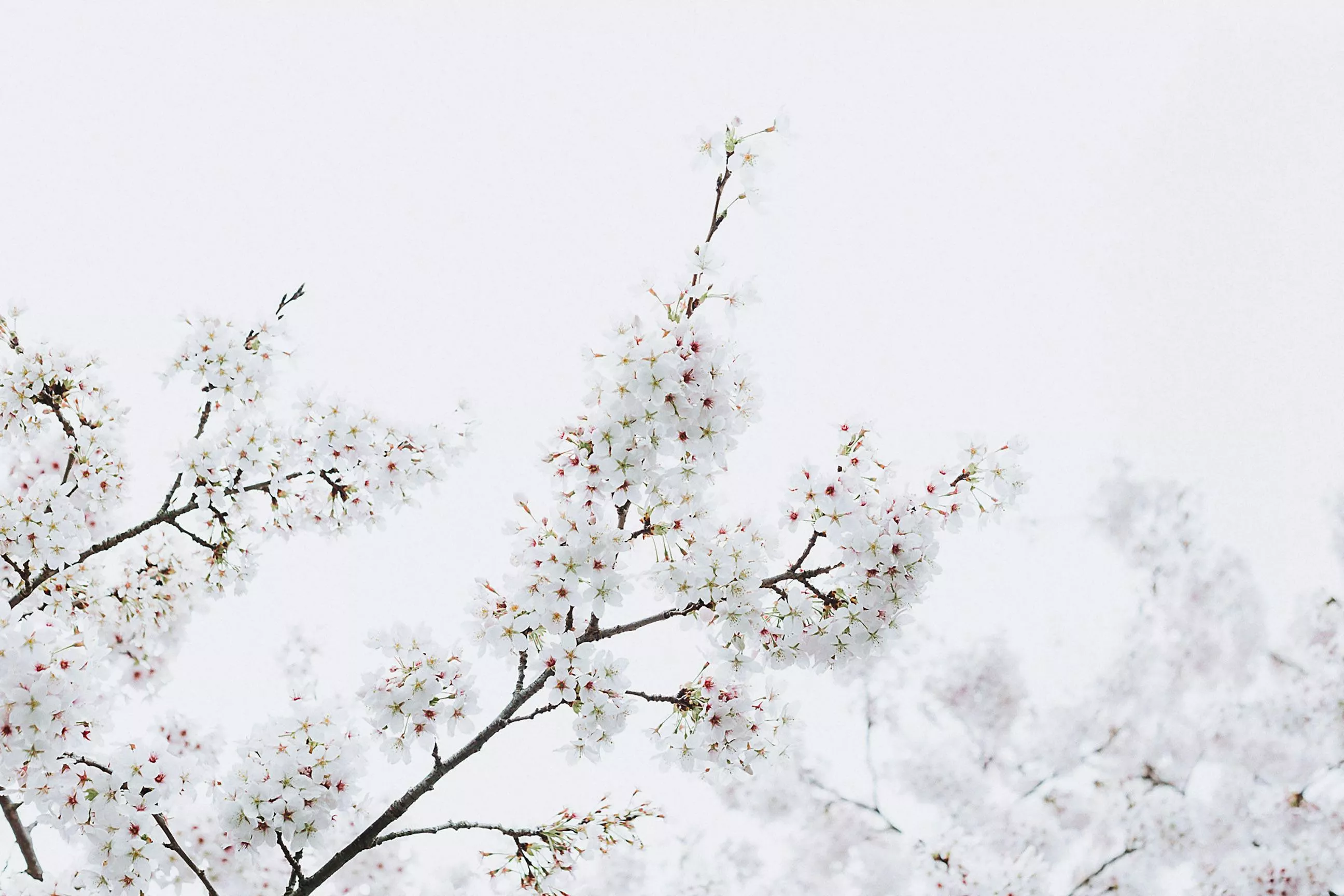 White Cherry Blossoms · Free