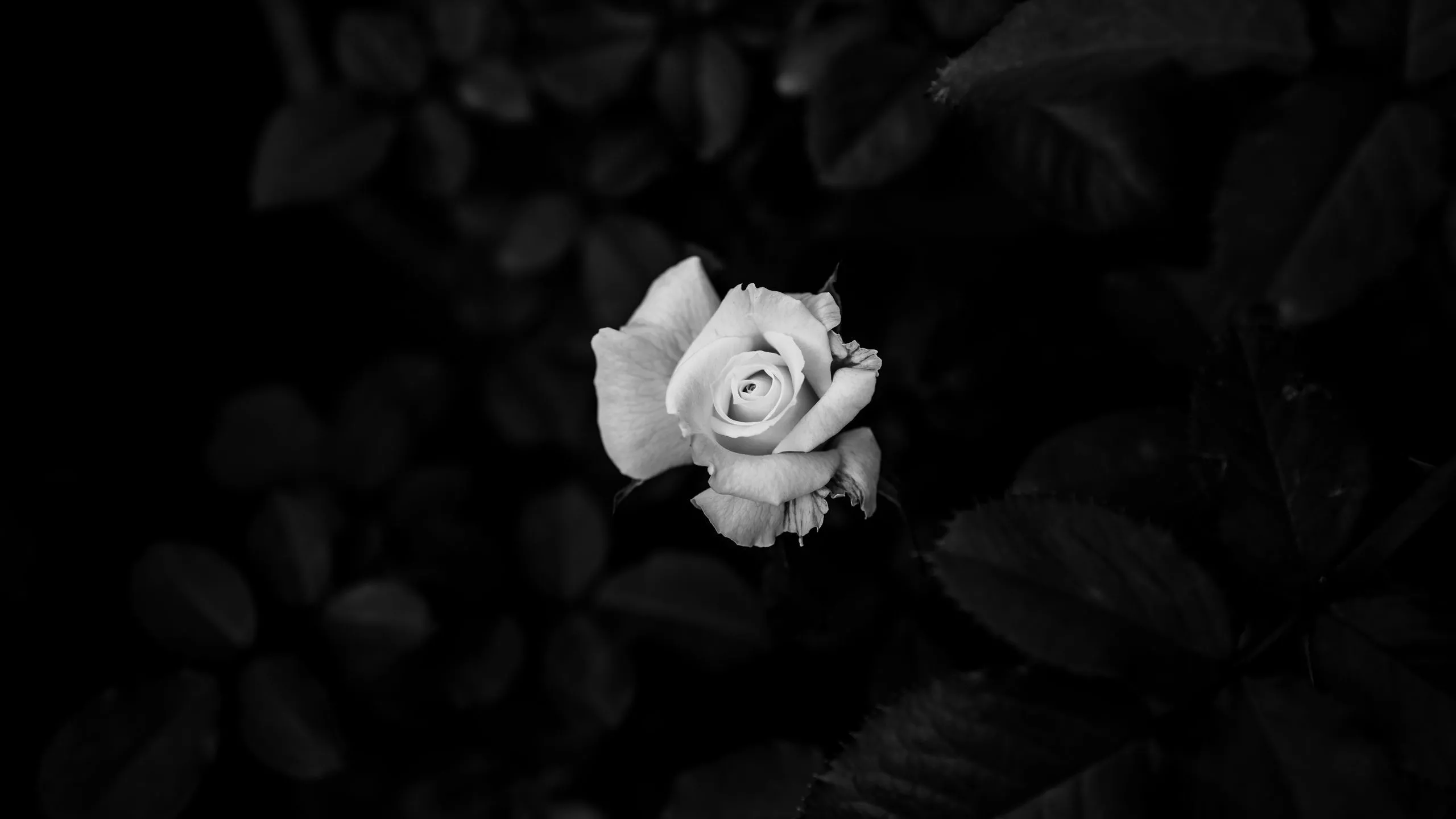 Download wallpaper 2560x1440 rose