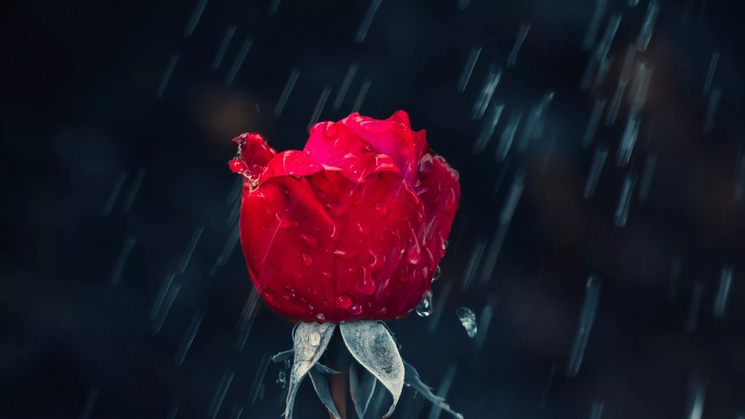 Red rose and raindrops 2560x1440